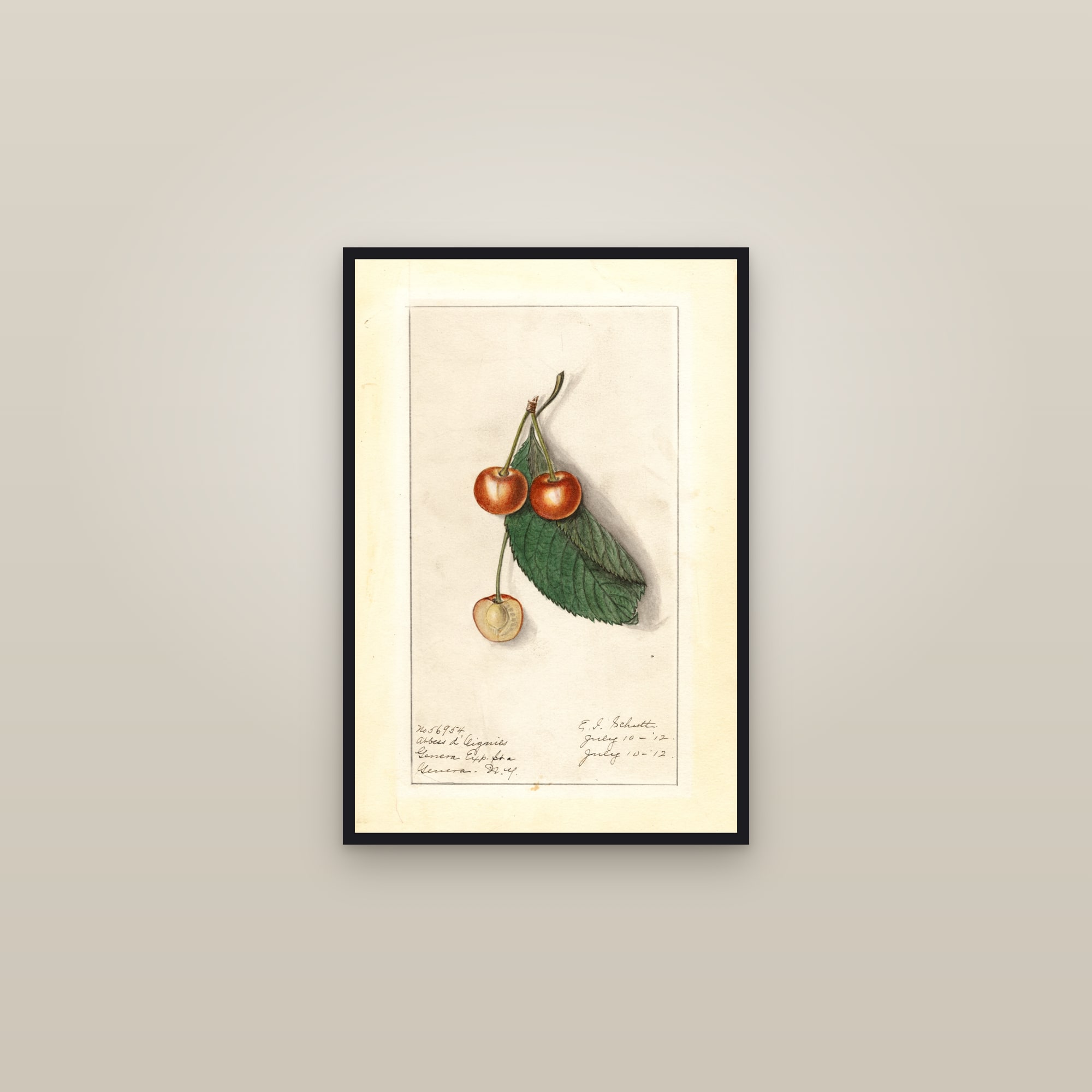 Abbess D' Oignies Cherry — framed in a gallery setting