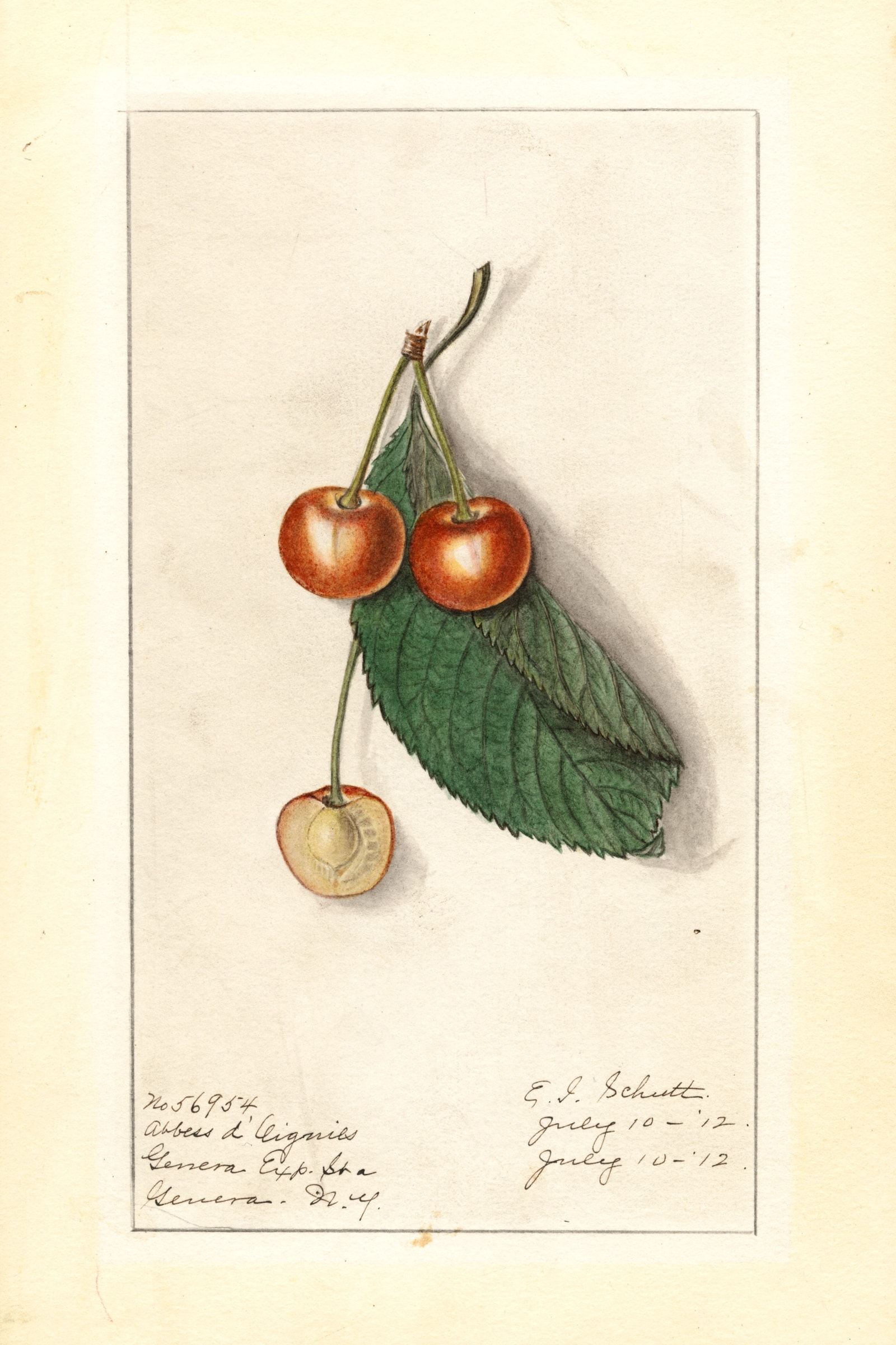 Abbess D' Oignies Cherry
