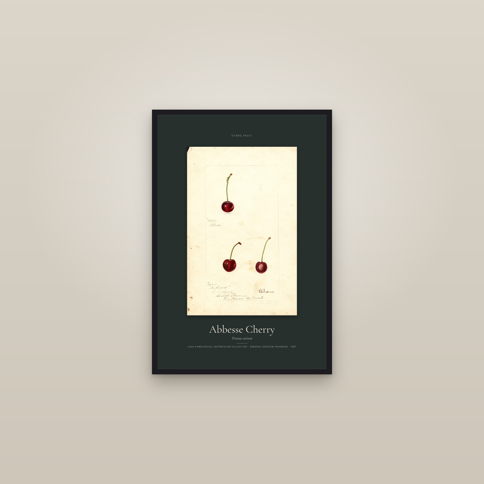 Abbesse Cherry — Specimen — framed in a gallery setting