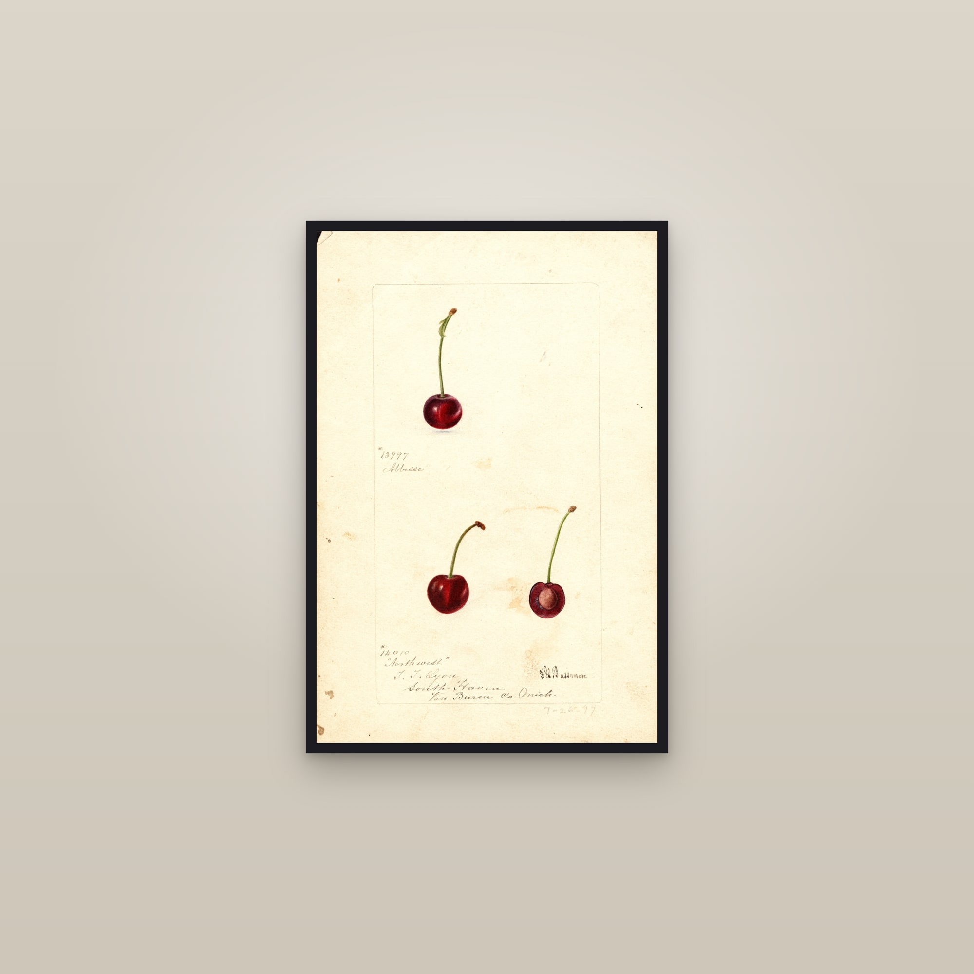 Abbesse Cherry — framed in a gallery setting
