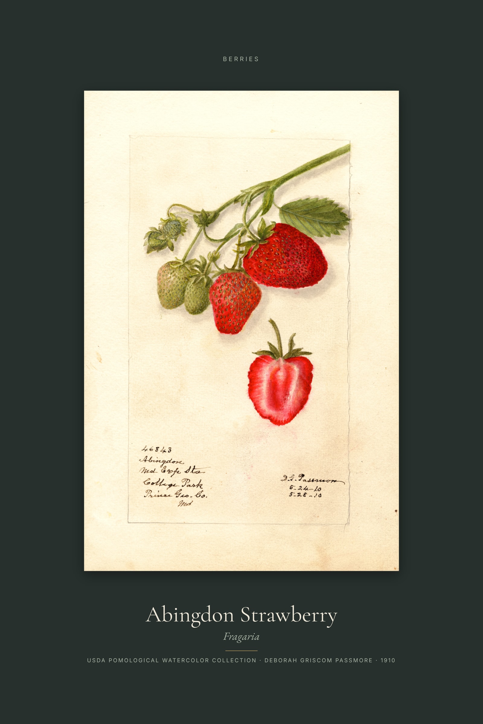 Abingdon Strawberry — Specimen