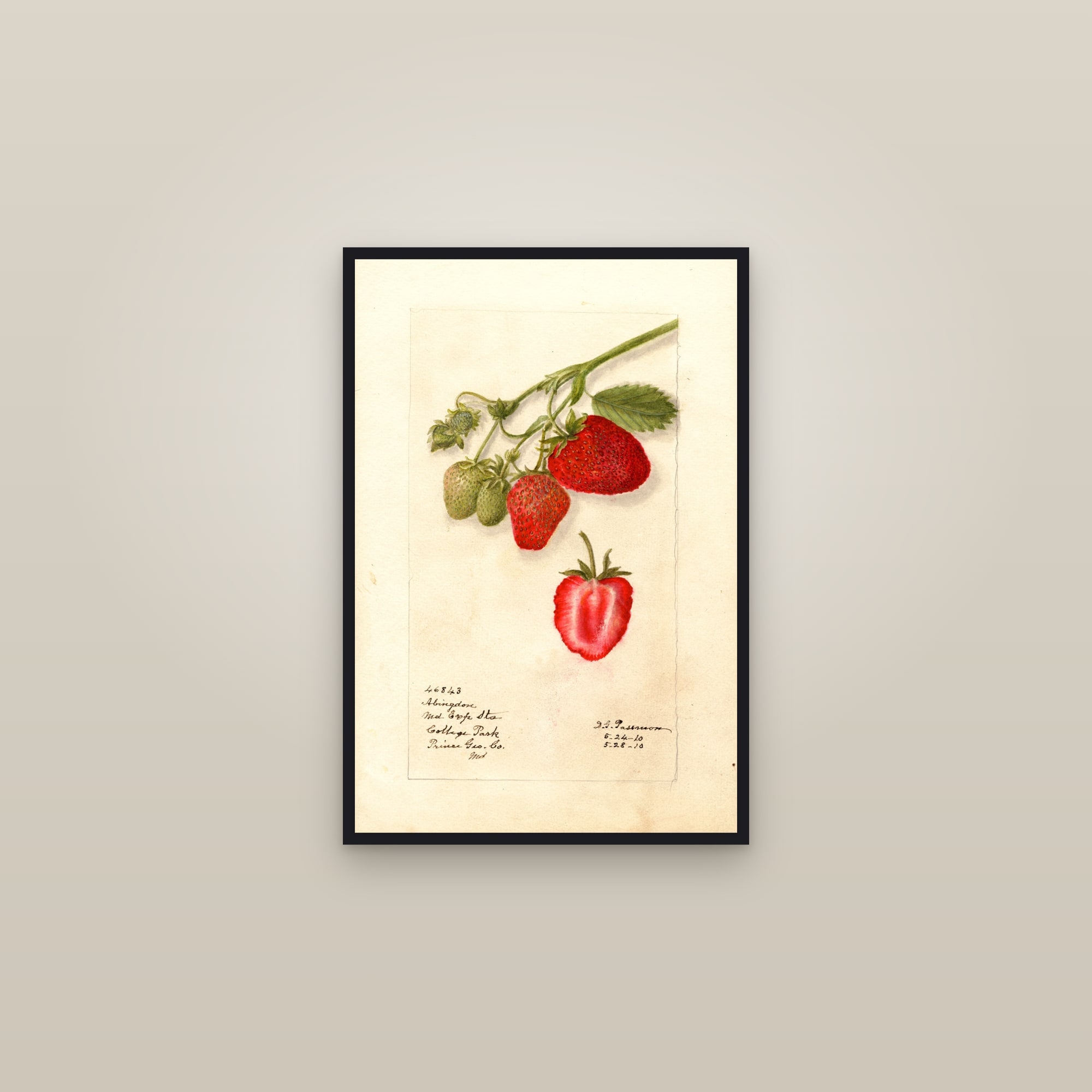 Abingdon Strawberry — framed in a gallery setting
