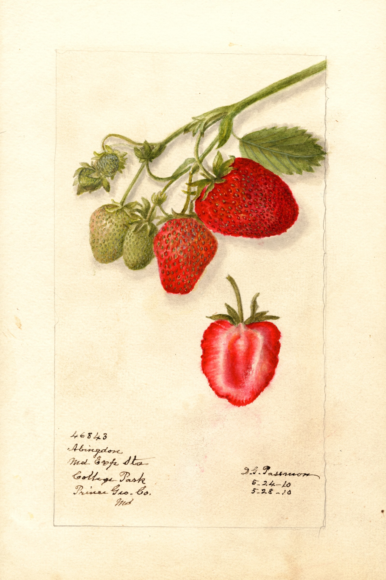 Abingdon Strawberry