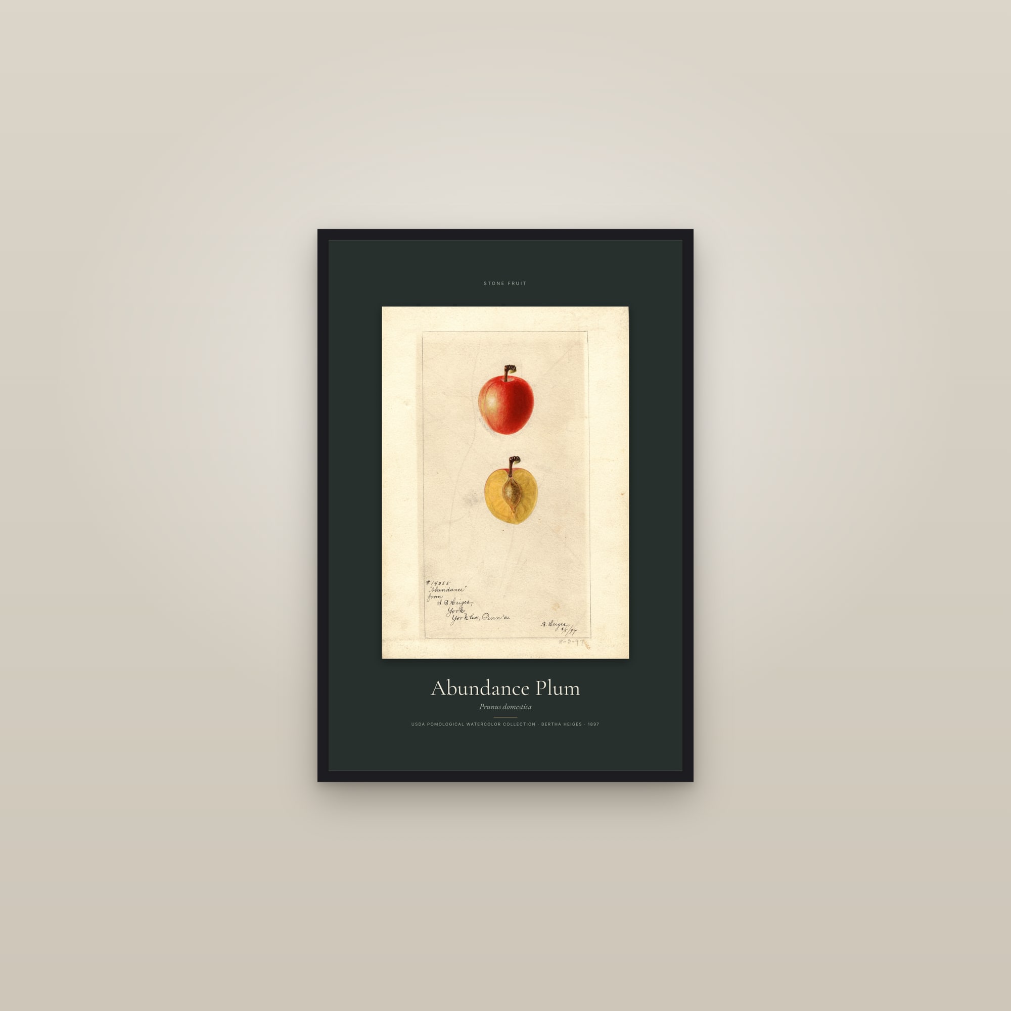 Abundance Plum — Specimen — framed in a gallery setting