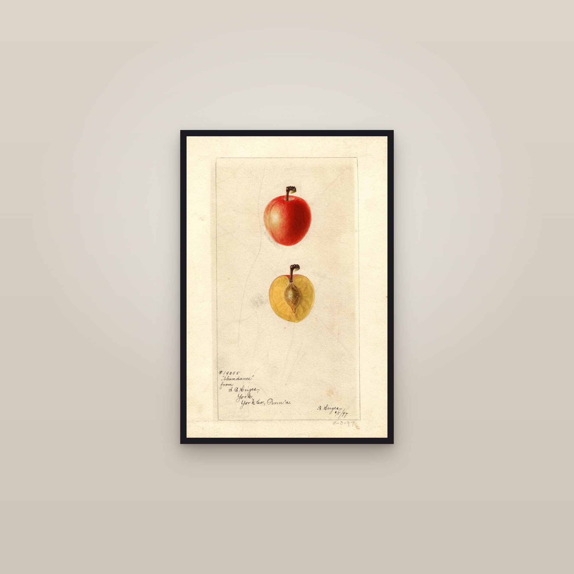 Abundance Plum — framed in a gallery setting