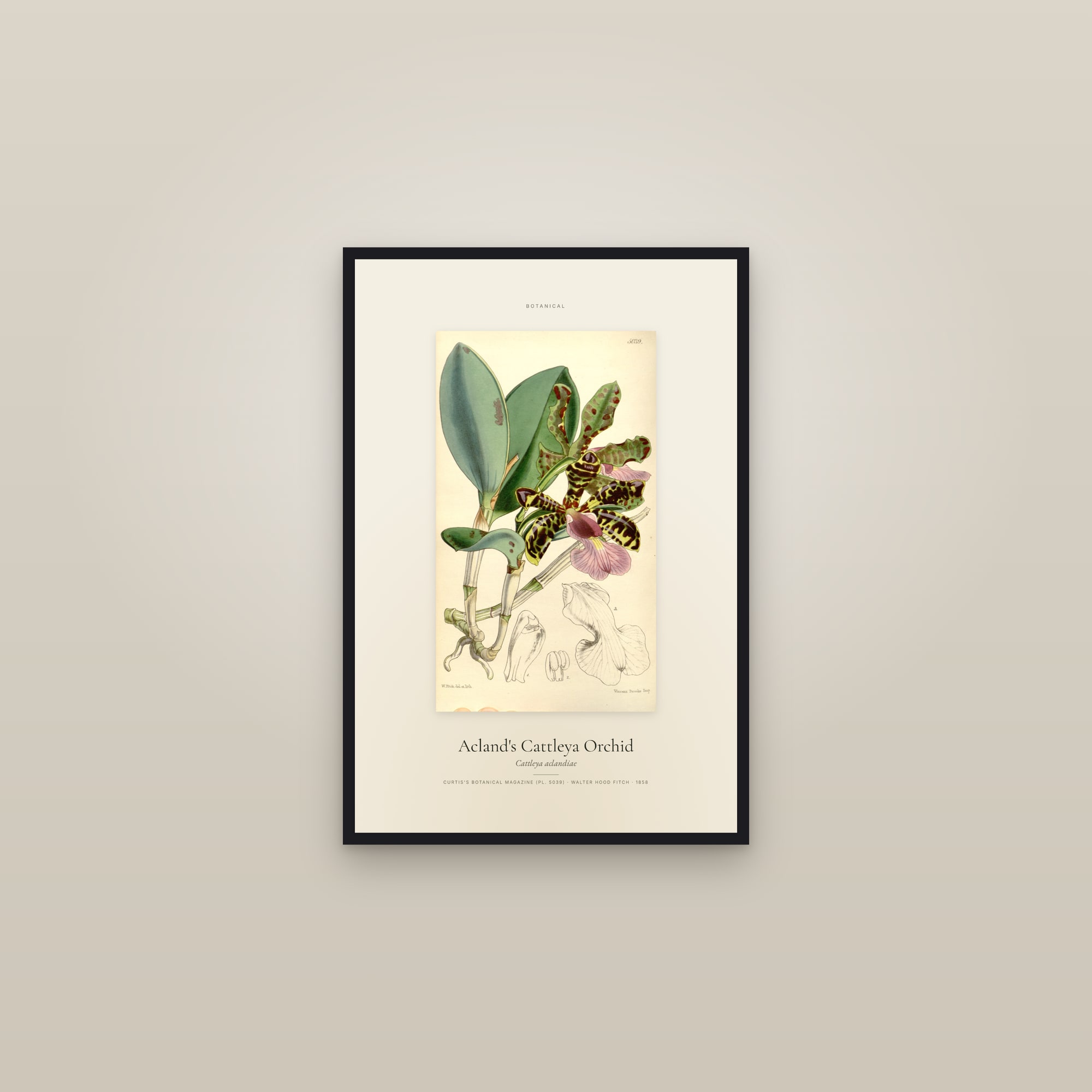 Acland's Cattleya Orchid — Specimen — framed in a gallery setting