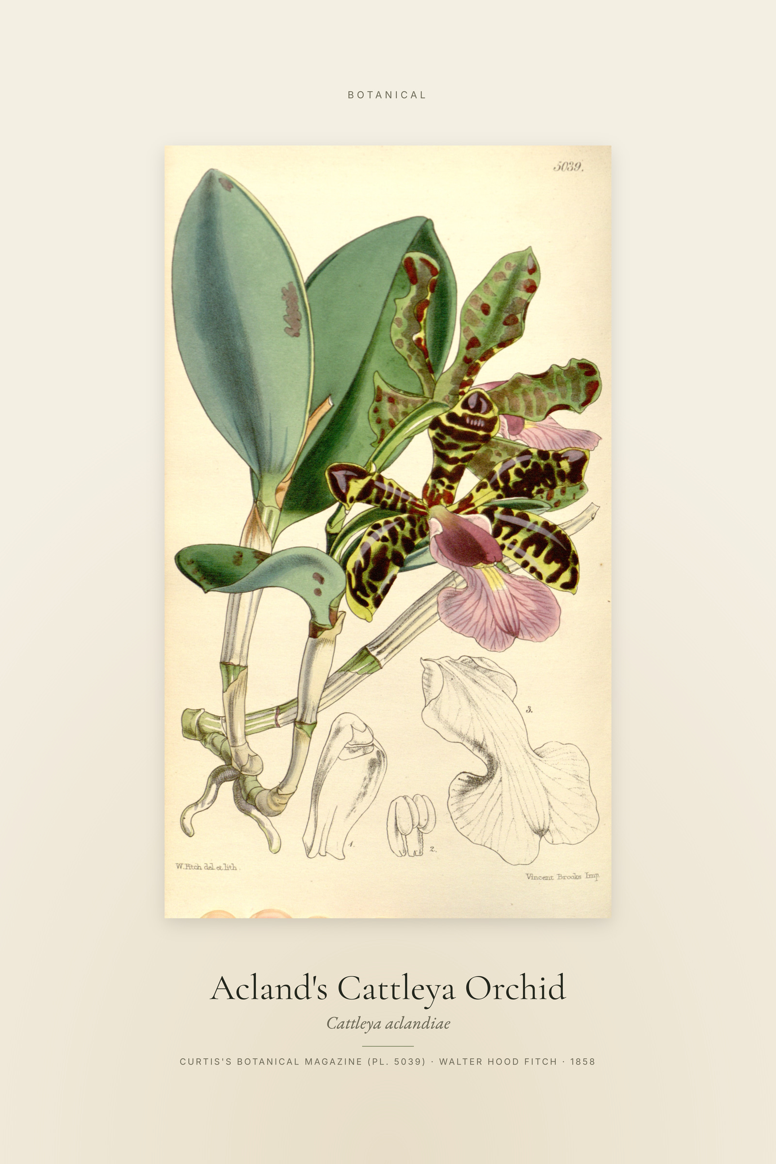 Acland's Cattleya Orchid — Specimen