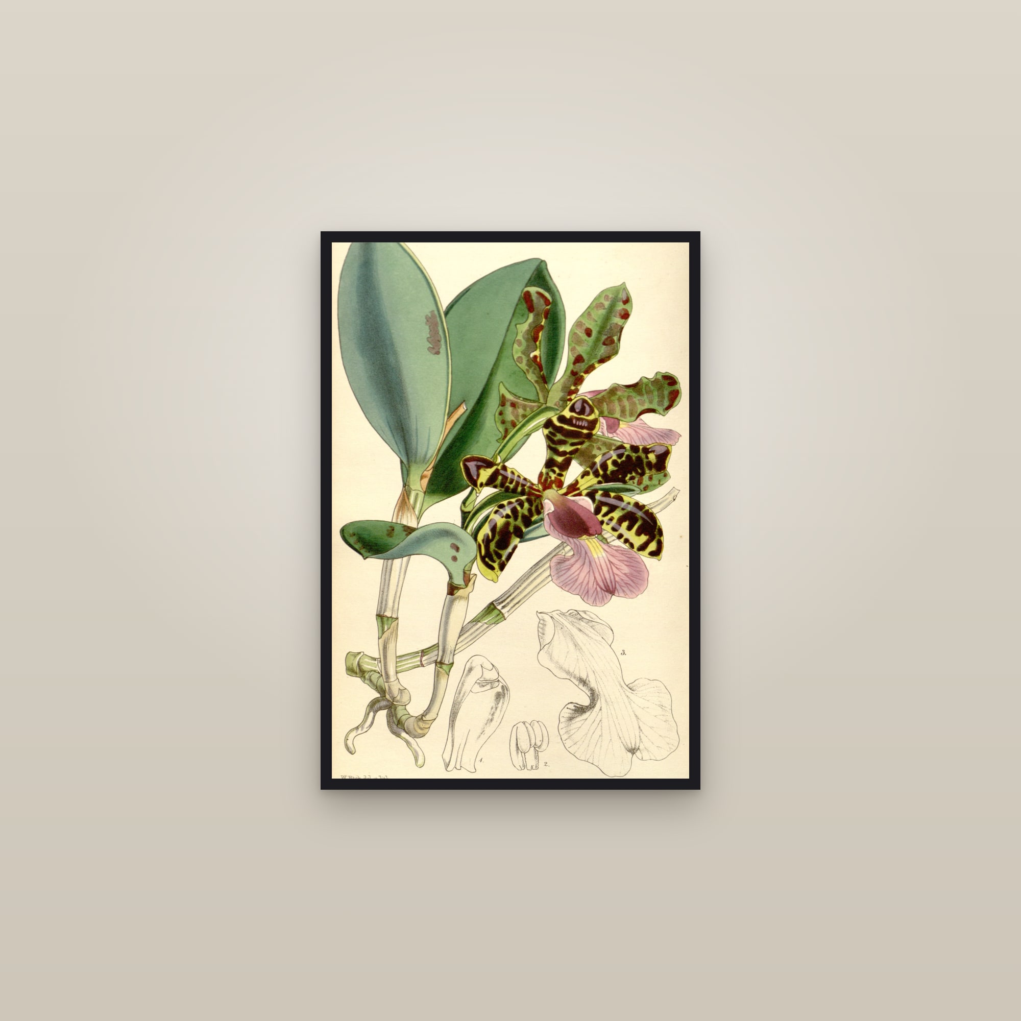 Acland's Cattleya Orchid — framed in a gallery setting