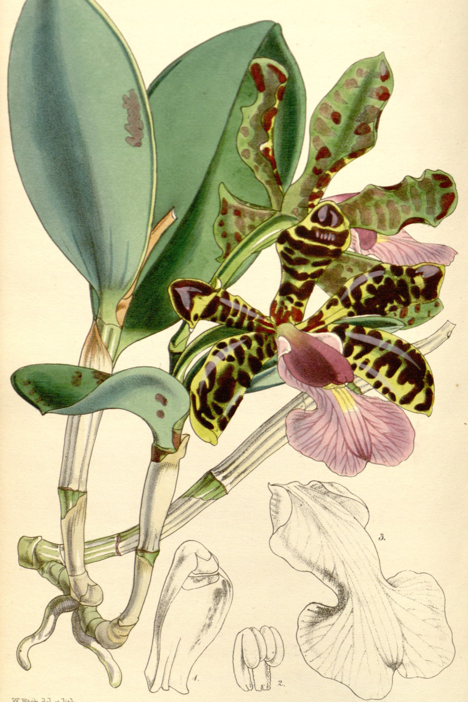 Acland's Cattleya Orchid