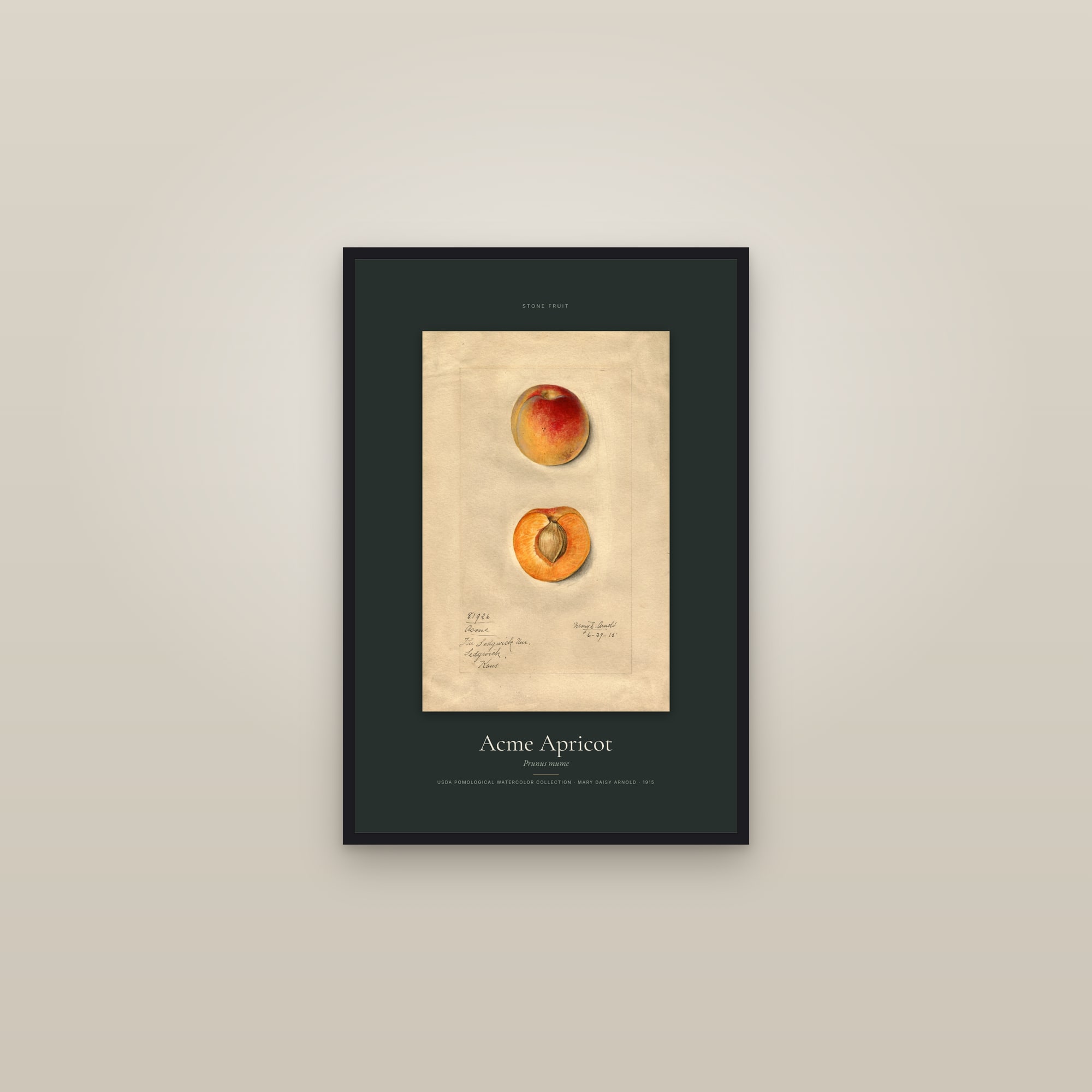 Acme Apricot — Specimen — framed in a gallery setting