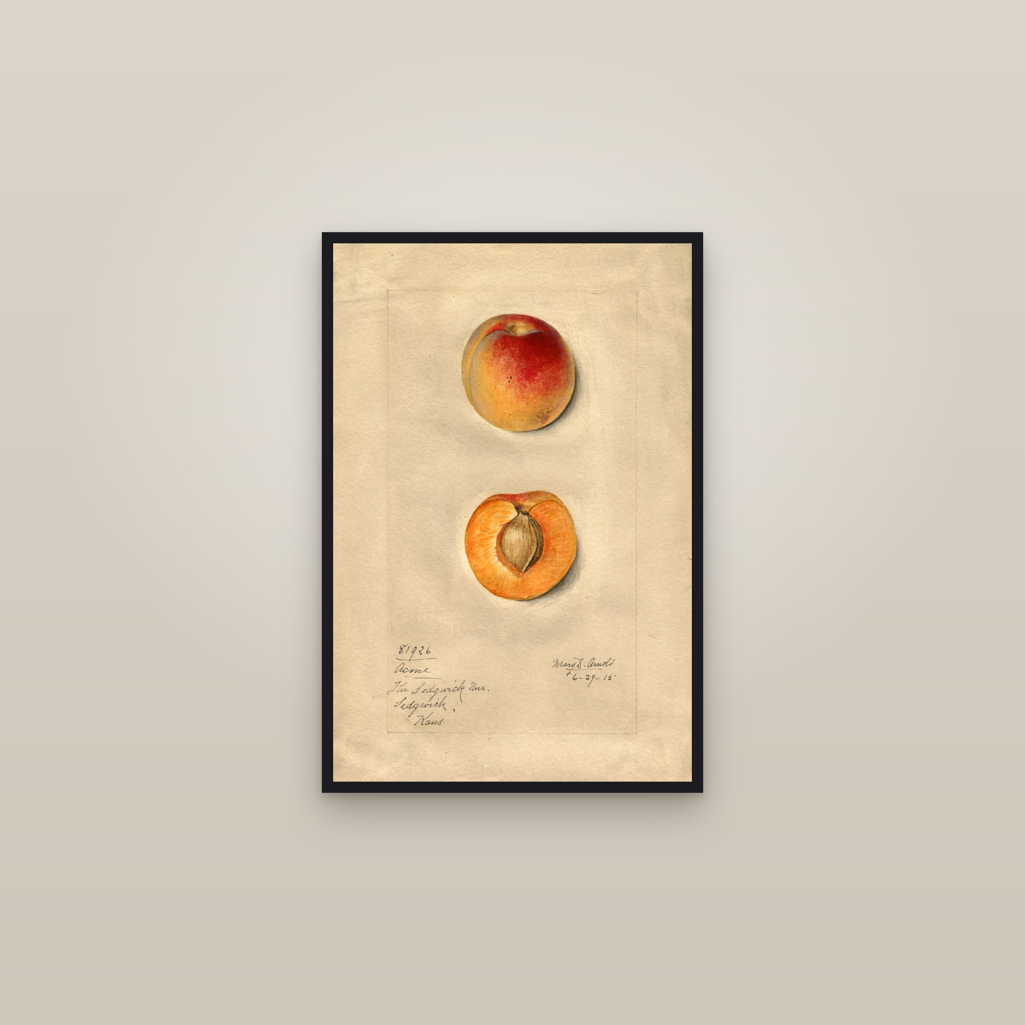Acme Apricot — framed in a gallery setting