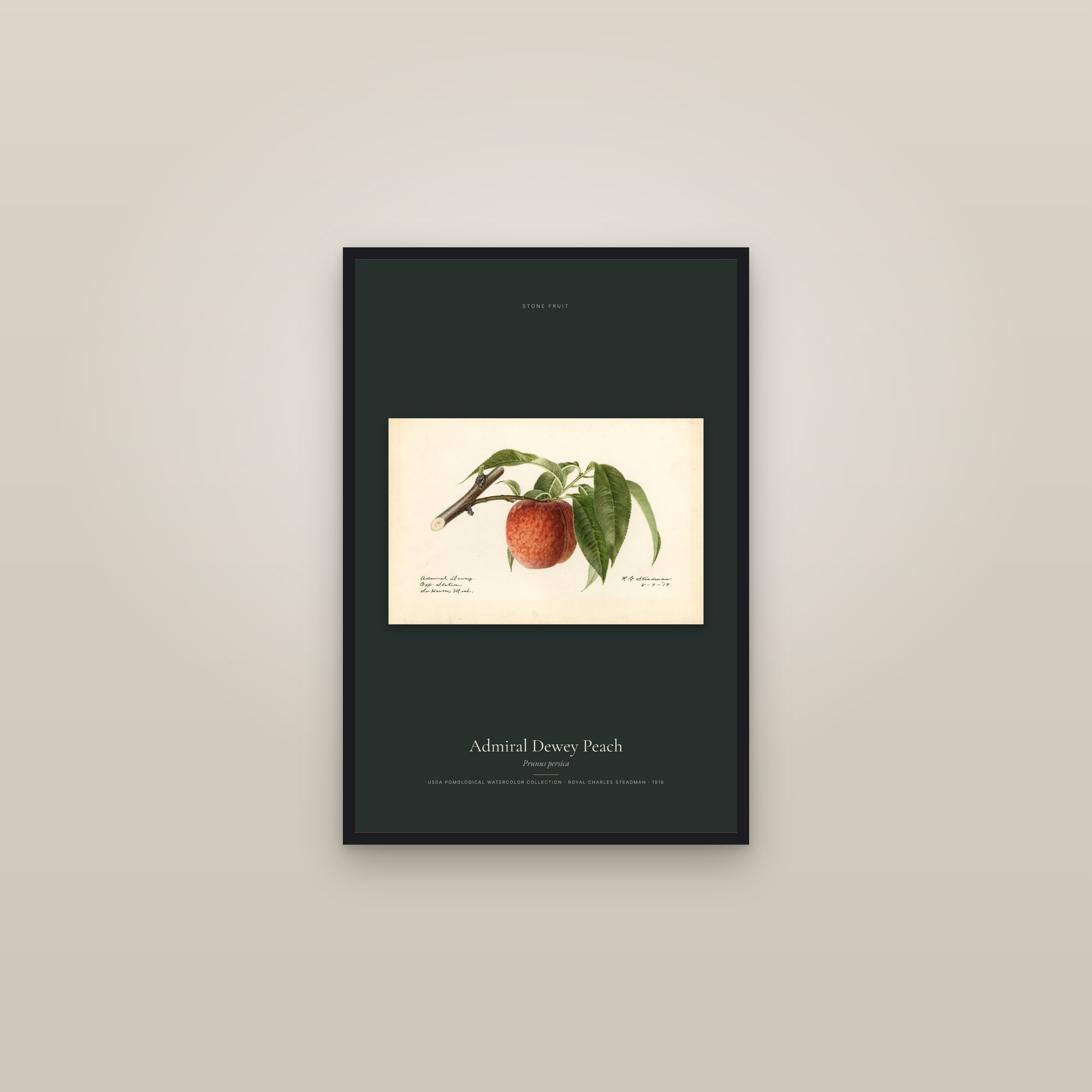 Admiral Dewey Peach — framed in a gallery setting