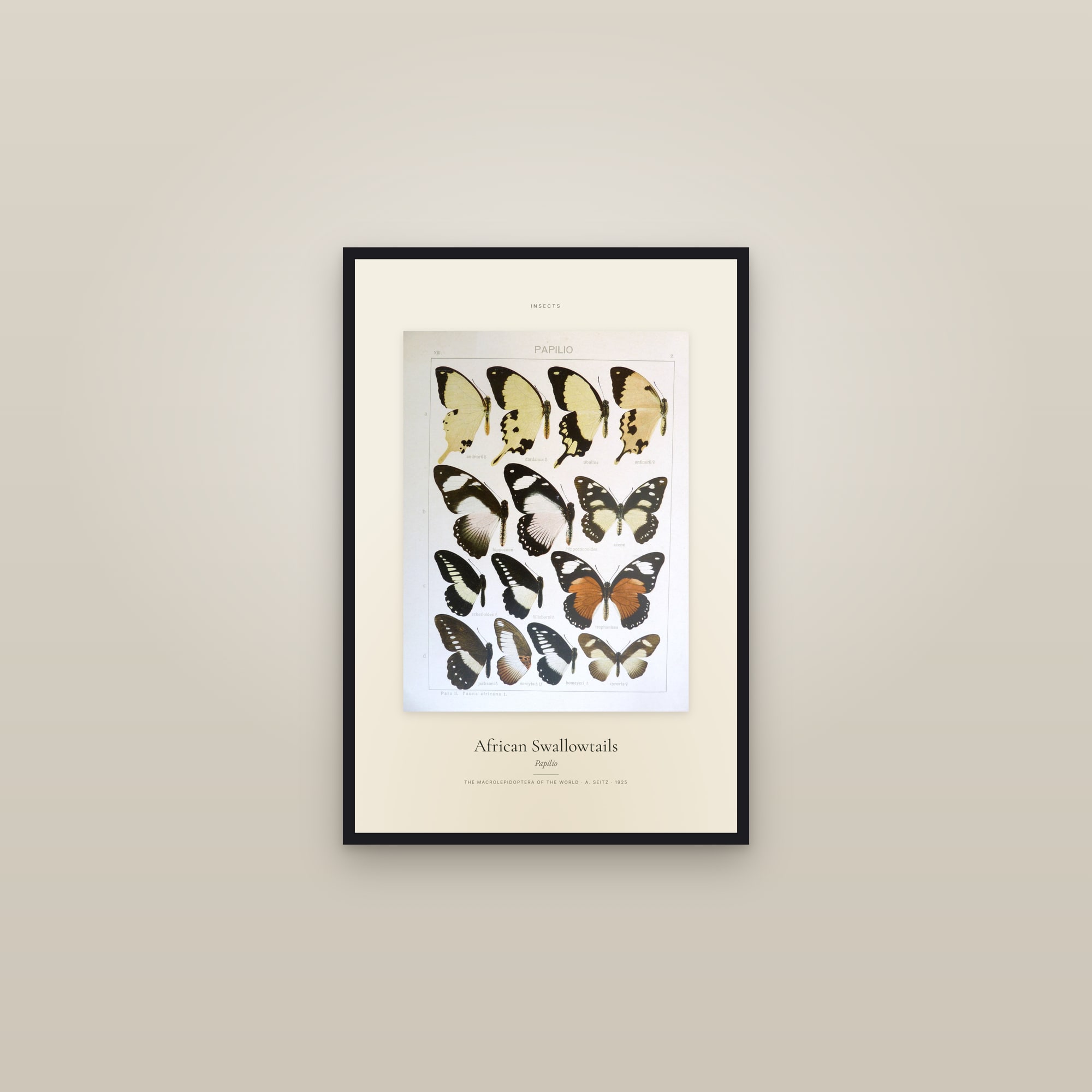 African Swallowtails — Specimen — framed in a gallery setting