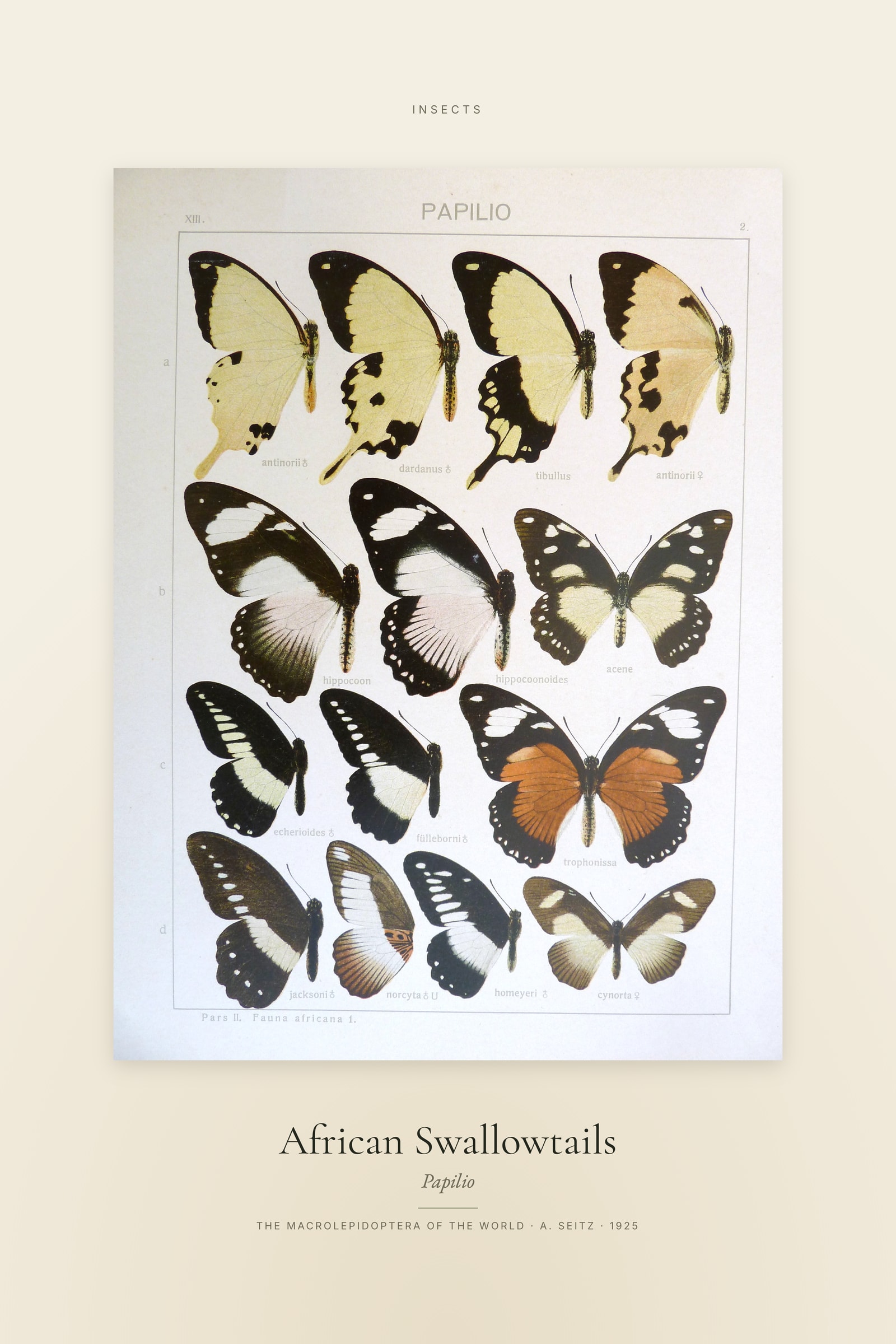 African Swallowtails — Specimen