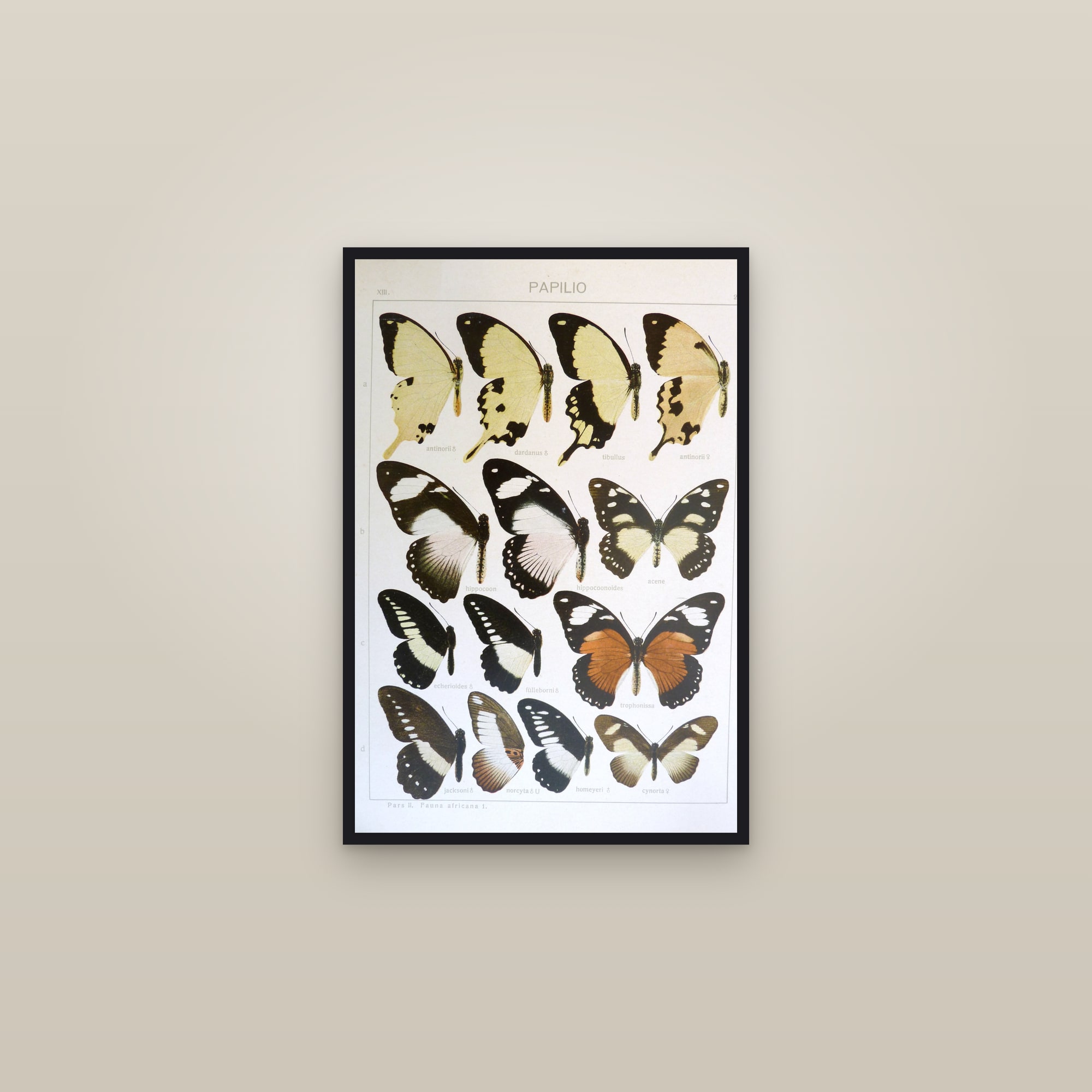 African Swallowtails — framed in a gallery setting