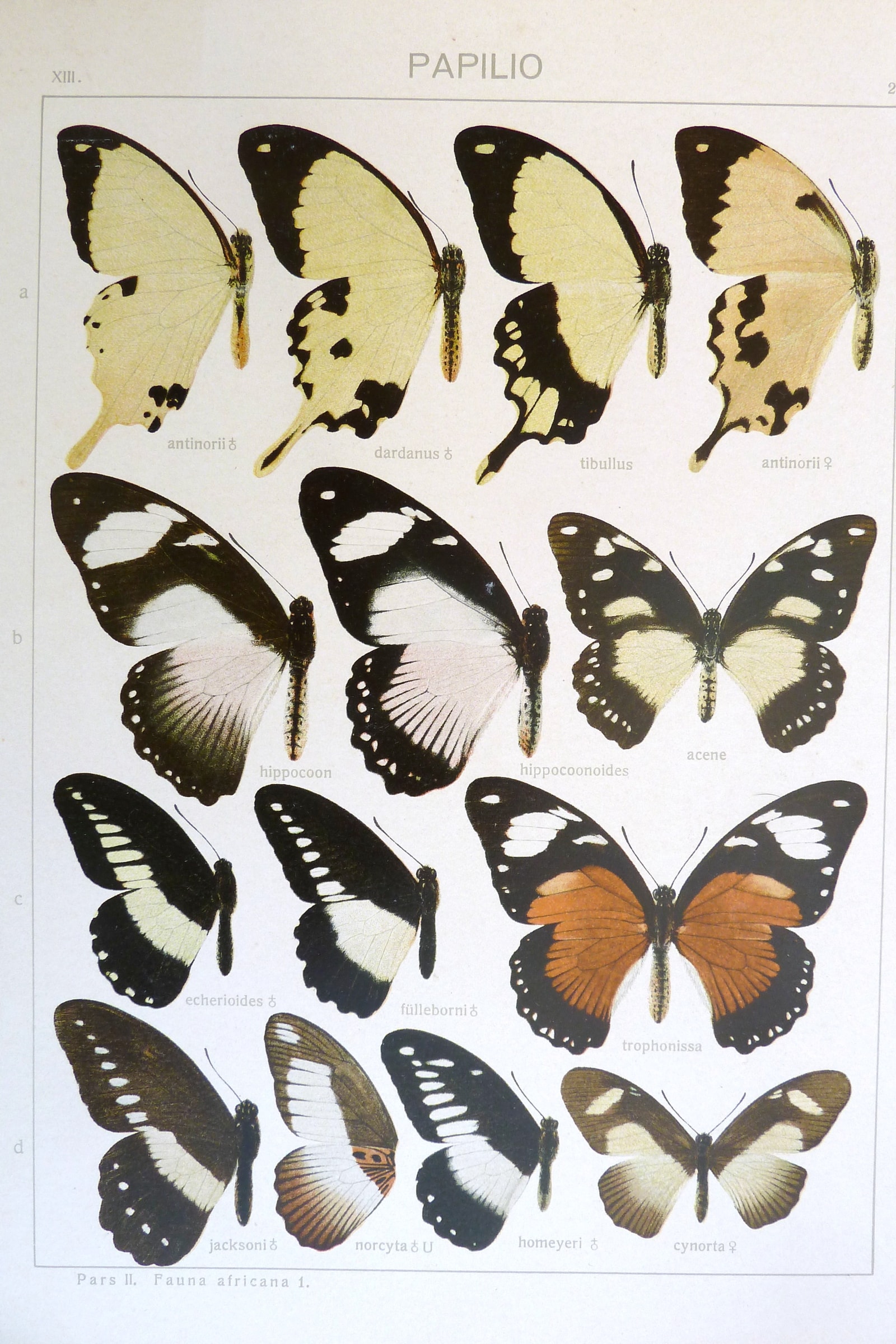 African Swallowtails