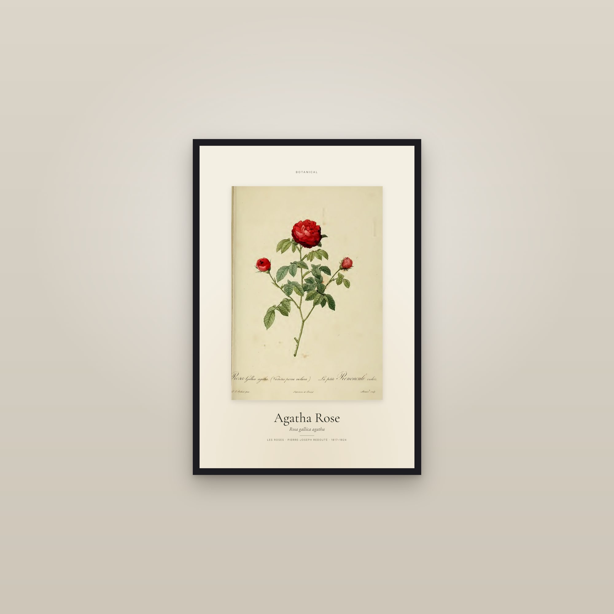 Agatha Rose — Specimen — framed in a gallery setting