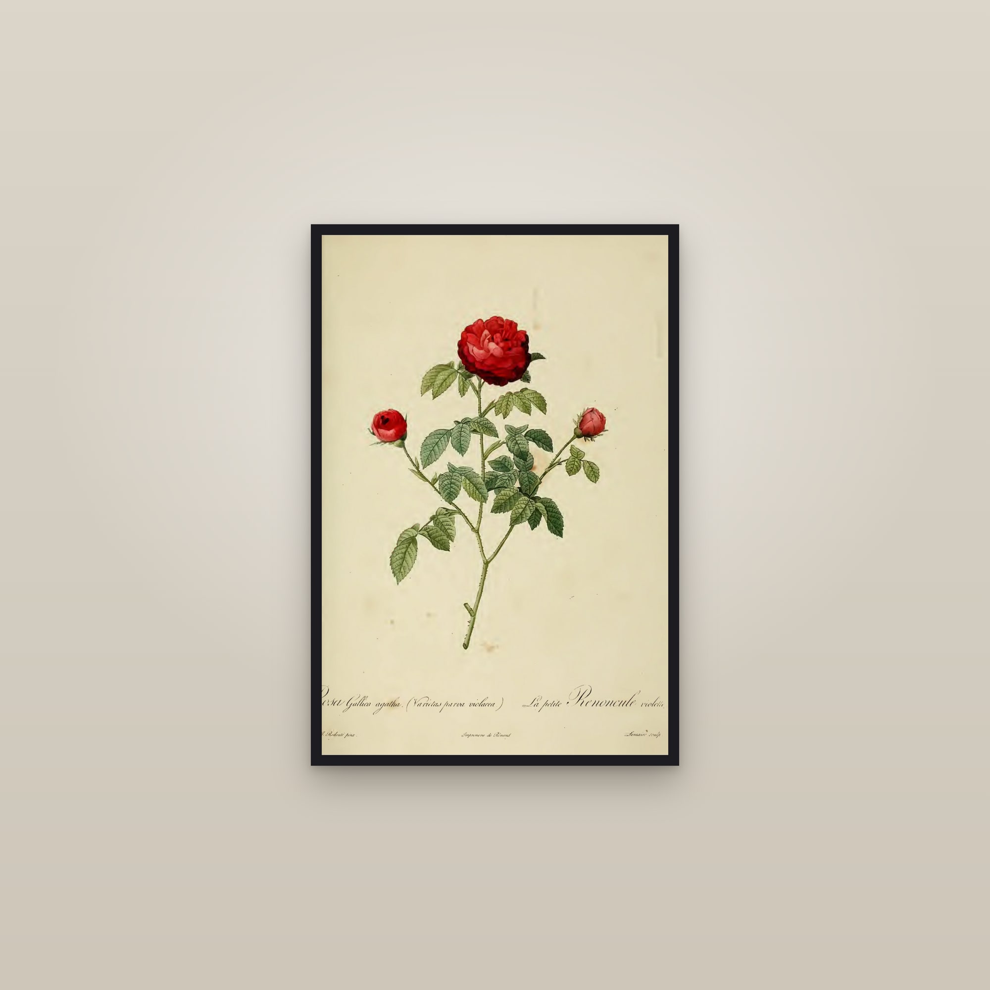 Agatha Rose — framed in a gallery setting