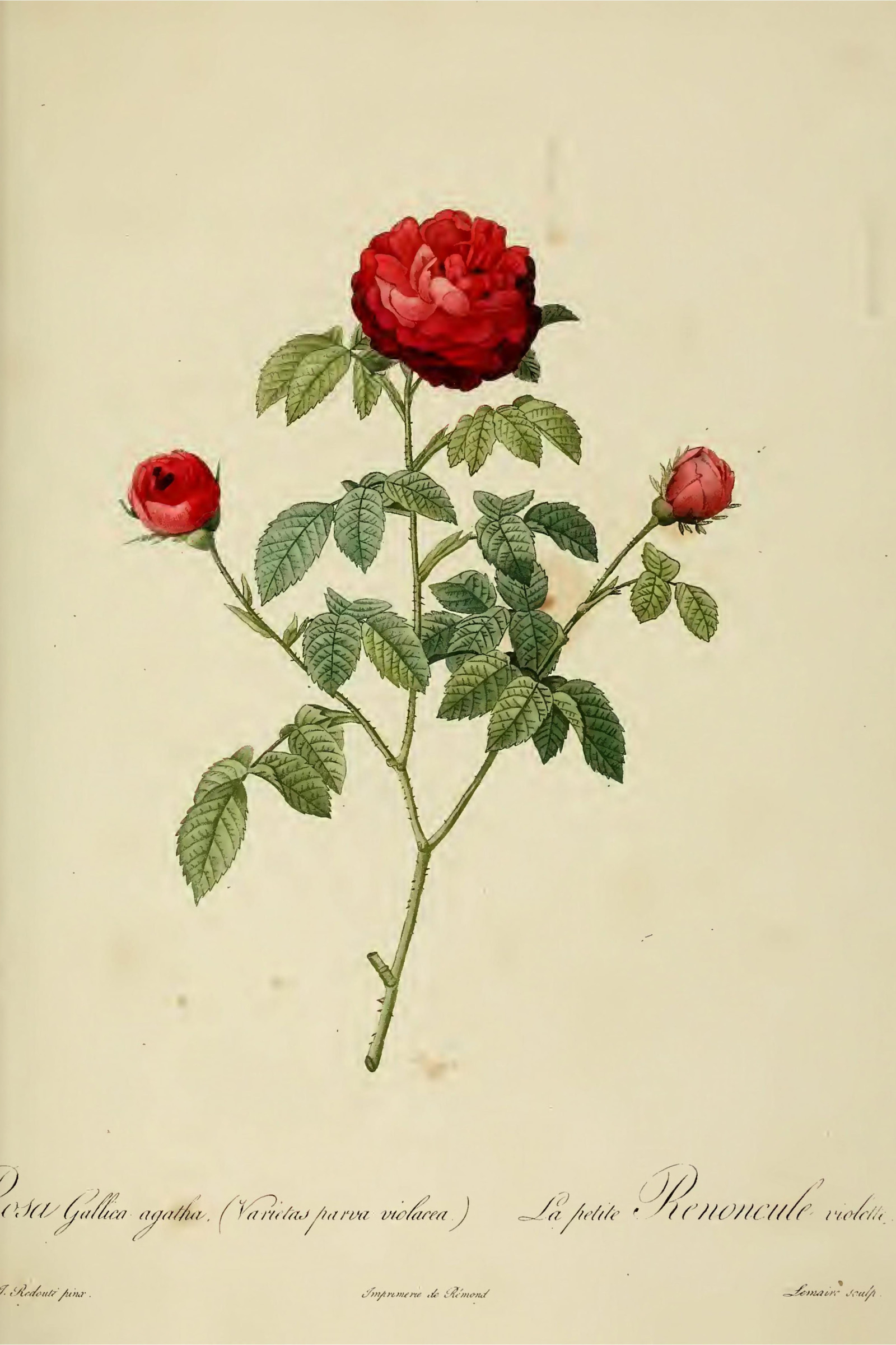 Agatha Rose