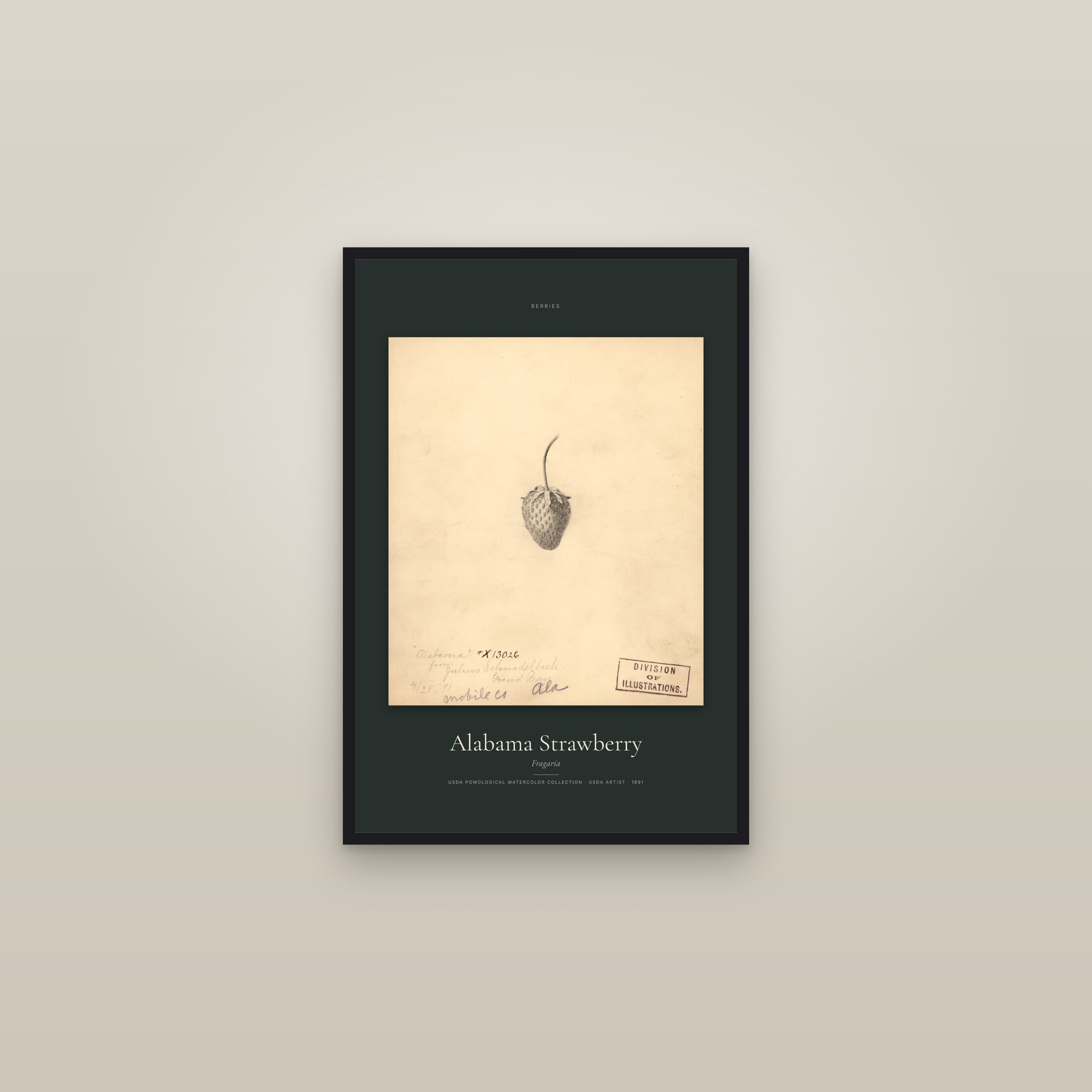 Alabama Strawberry — Specimen — framed in a gallery setting