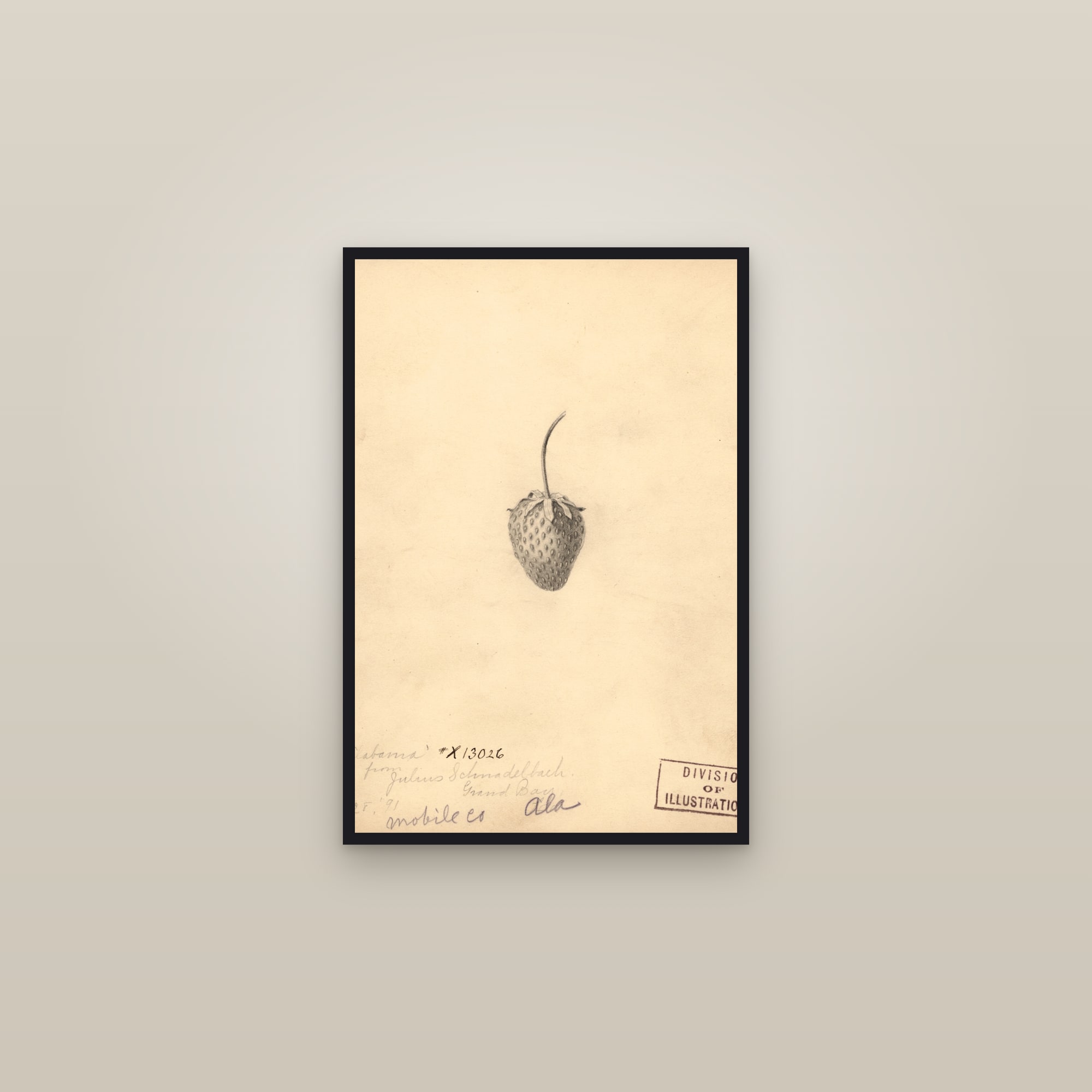 Alabama Strawberry — framed in a gallery setting
