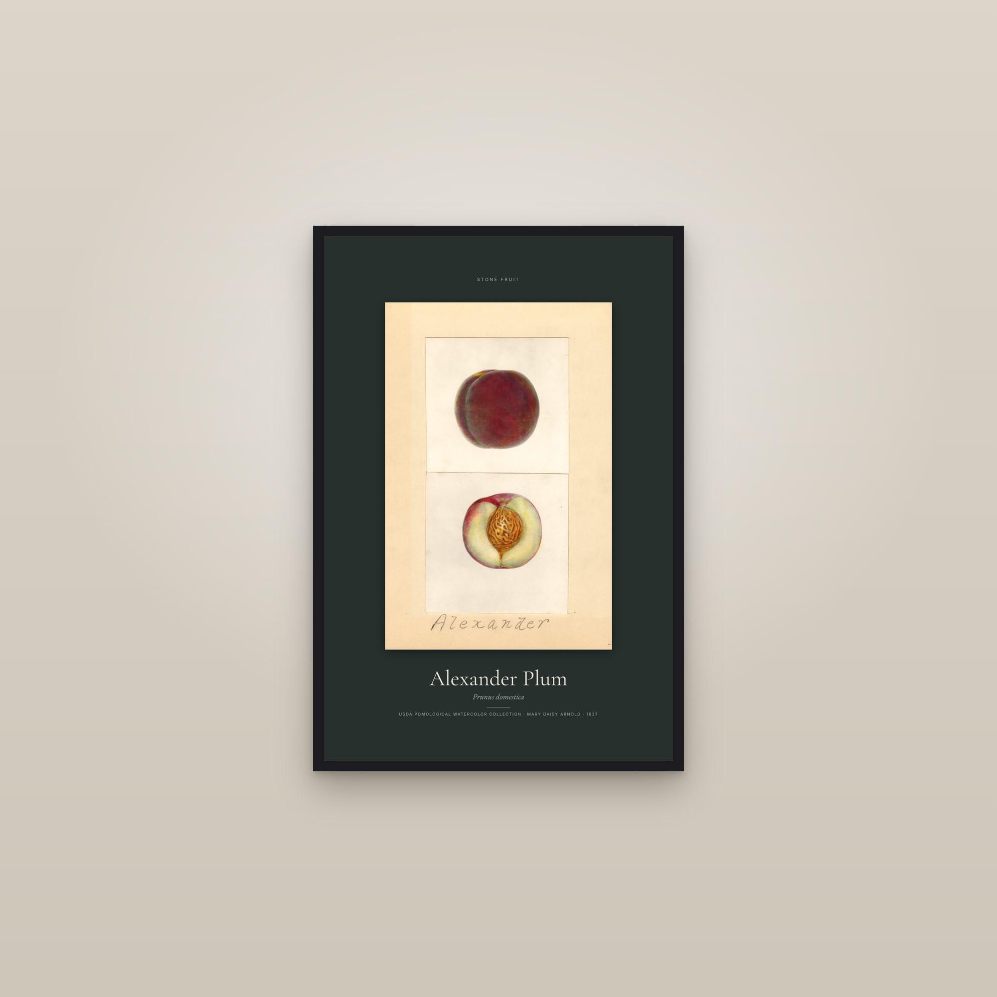 Alexander Plum — Specimen — framed in a gallery setting