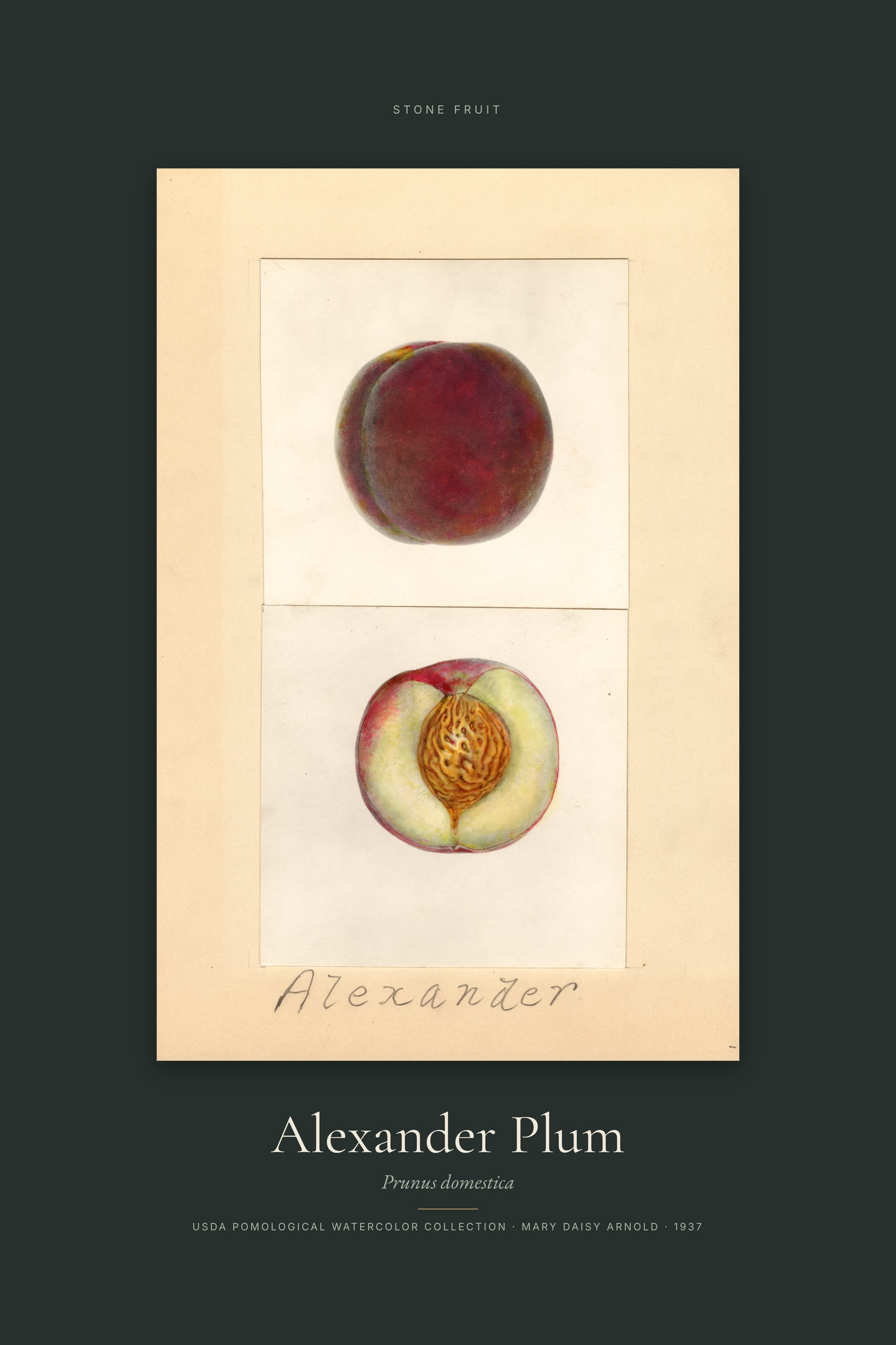Alexander Plum — Specimen