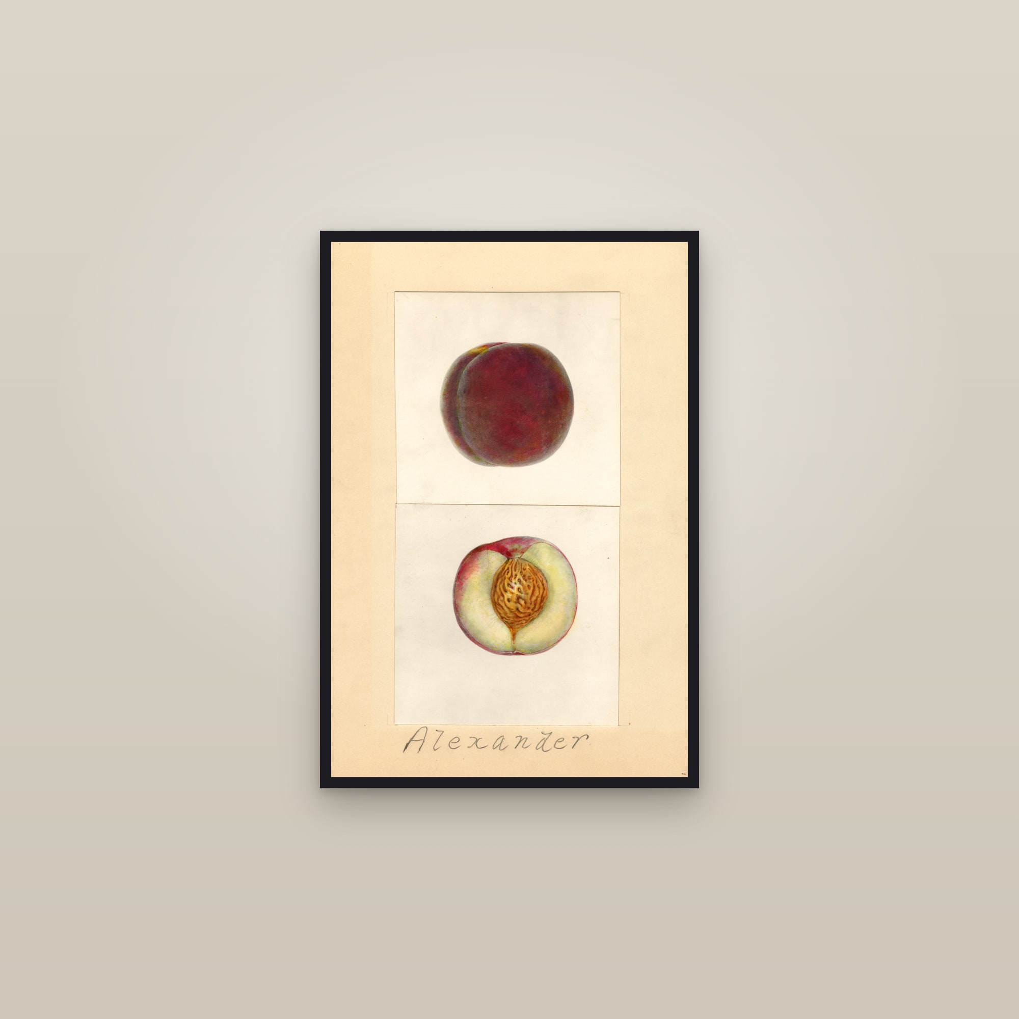 Alexander Plum — framed in a gallery setting