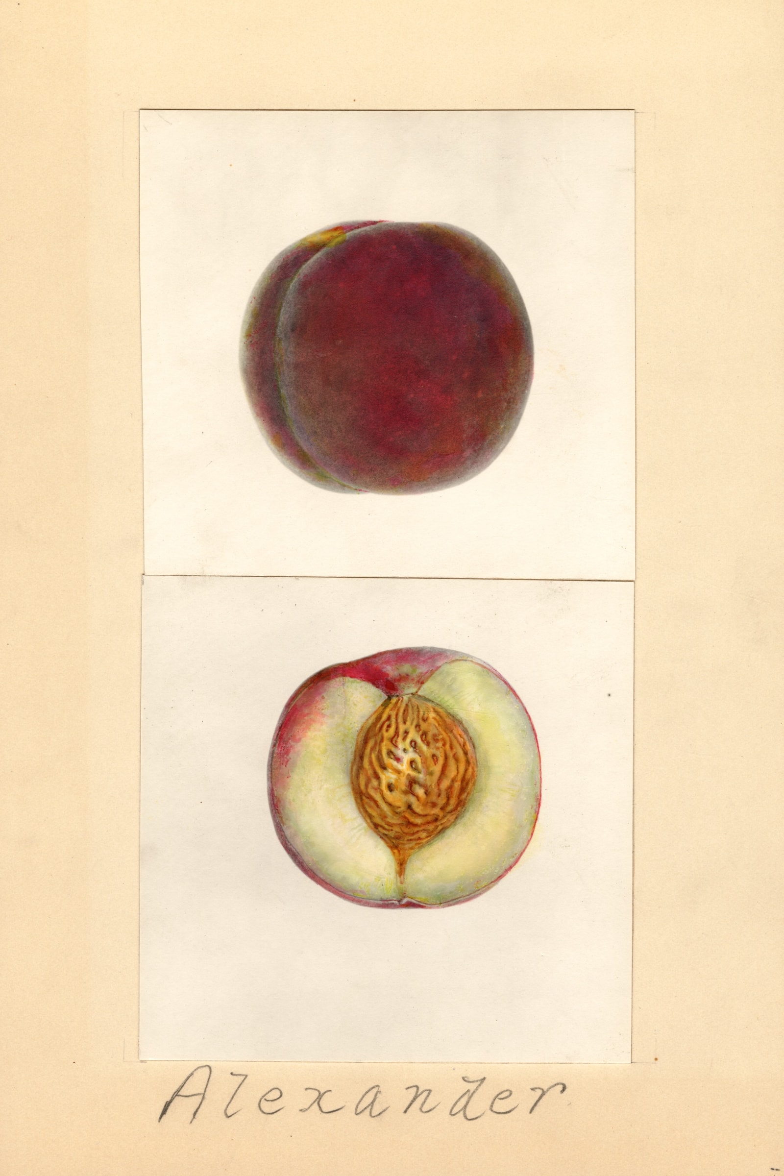 Alexander Plum
