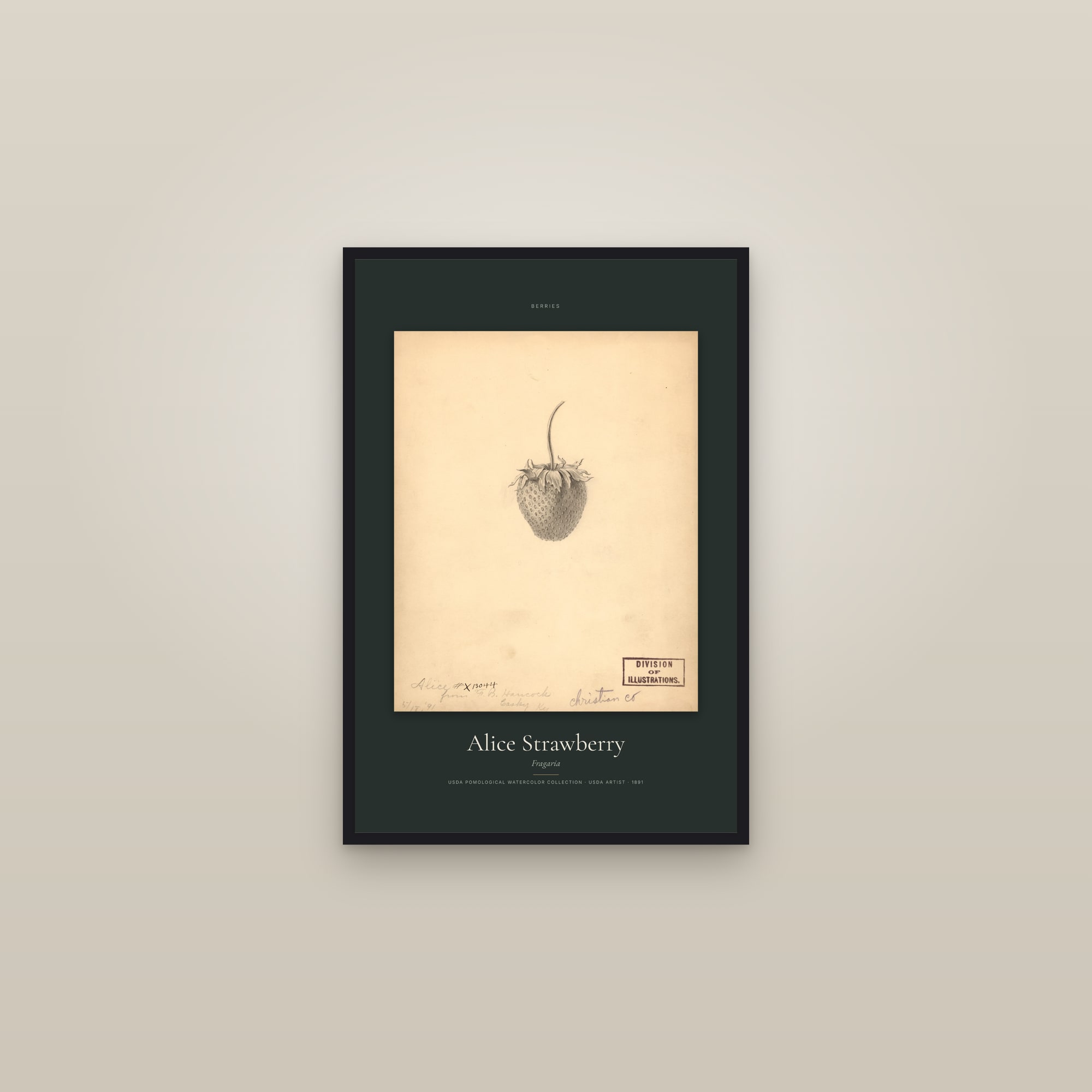 Alice Strawberry — Specimen — framed in a gallery setting
