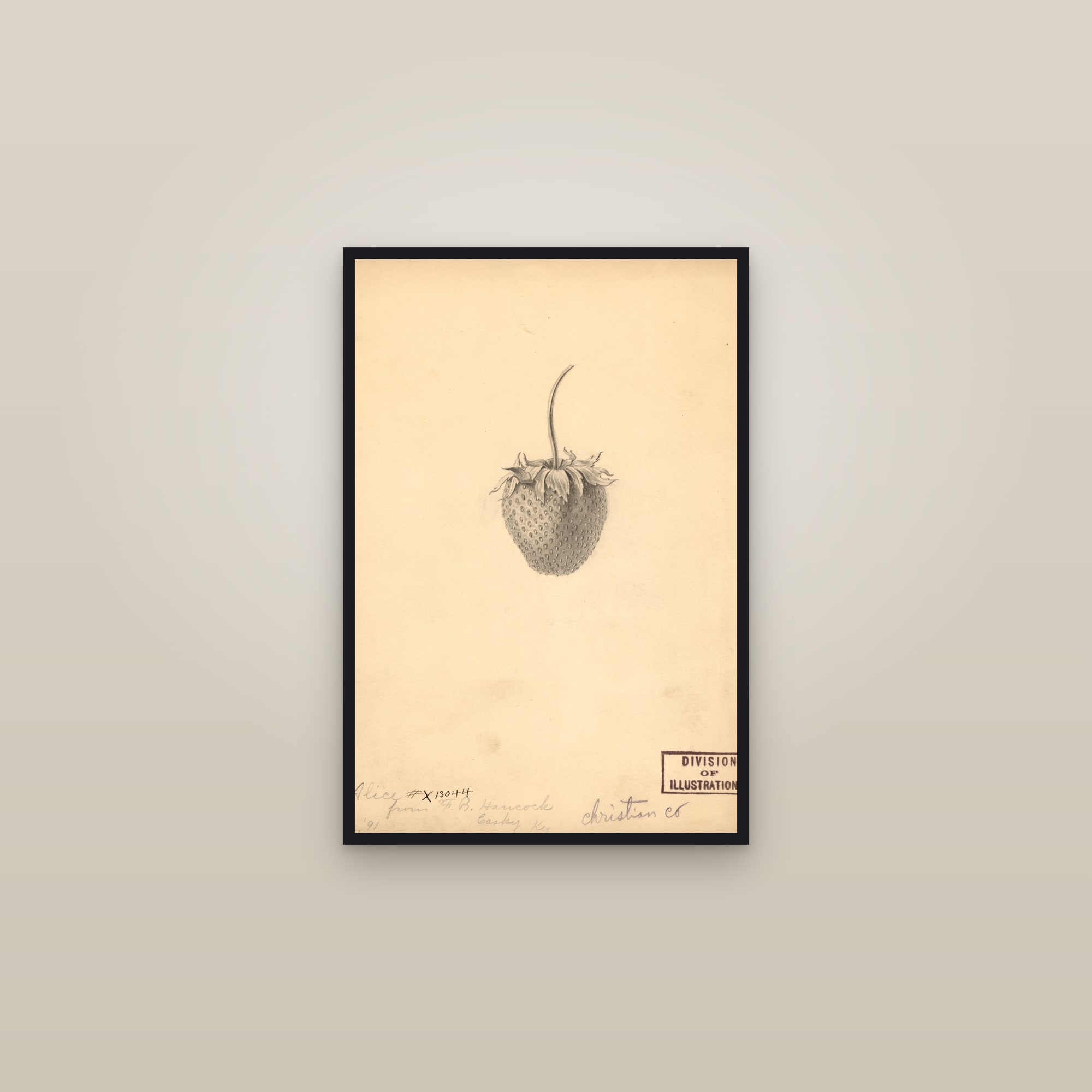 Alice Strawberry — framed in a gallery setting