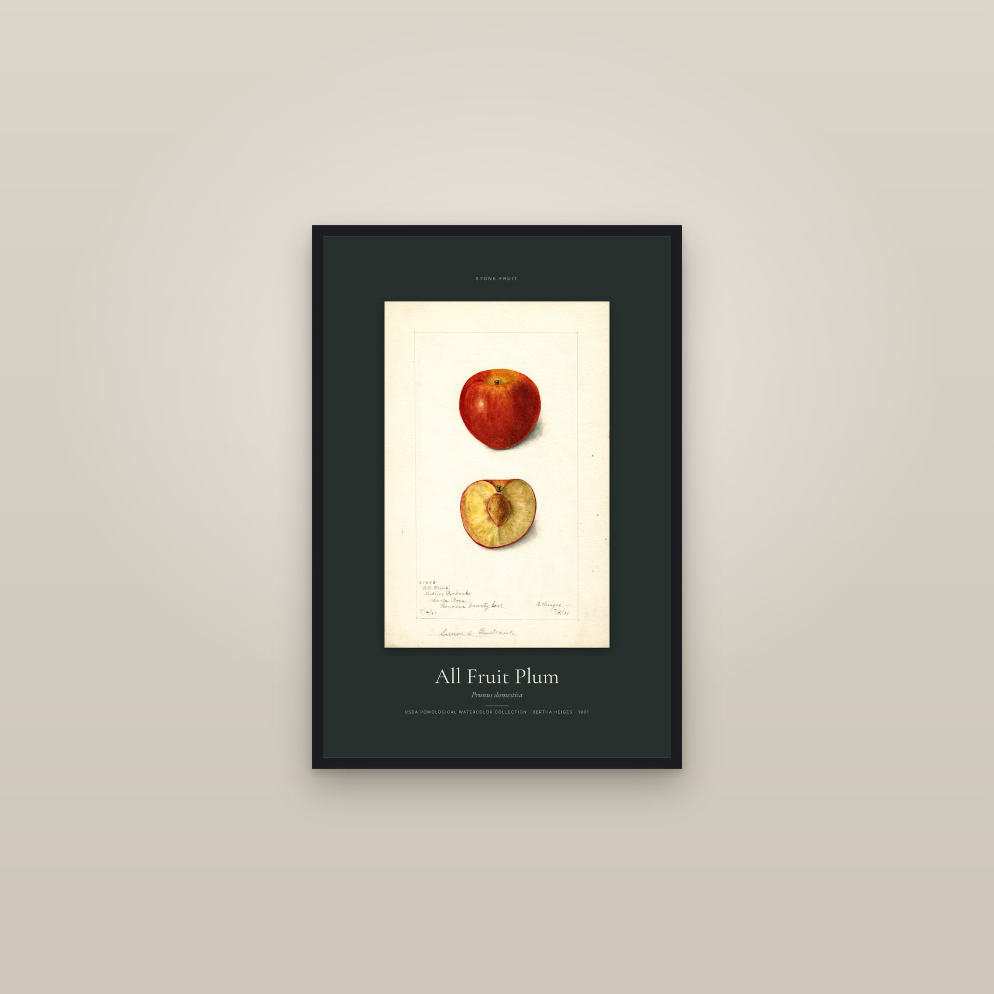 All Fruit Plum — Specimen — framed in a gallery setting