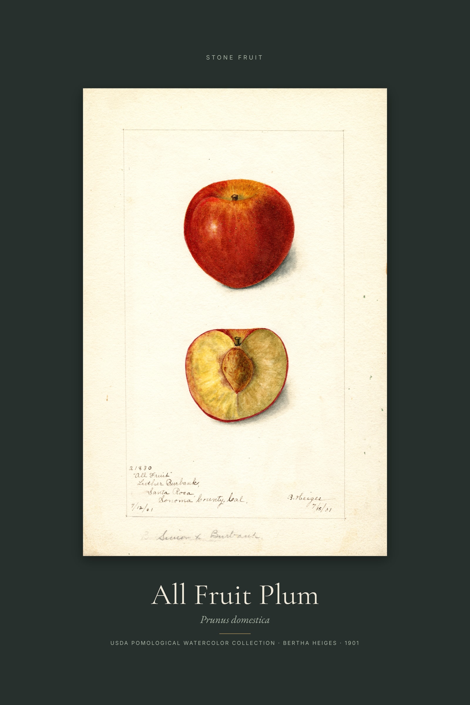 All Fruit Plum — Specimen
