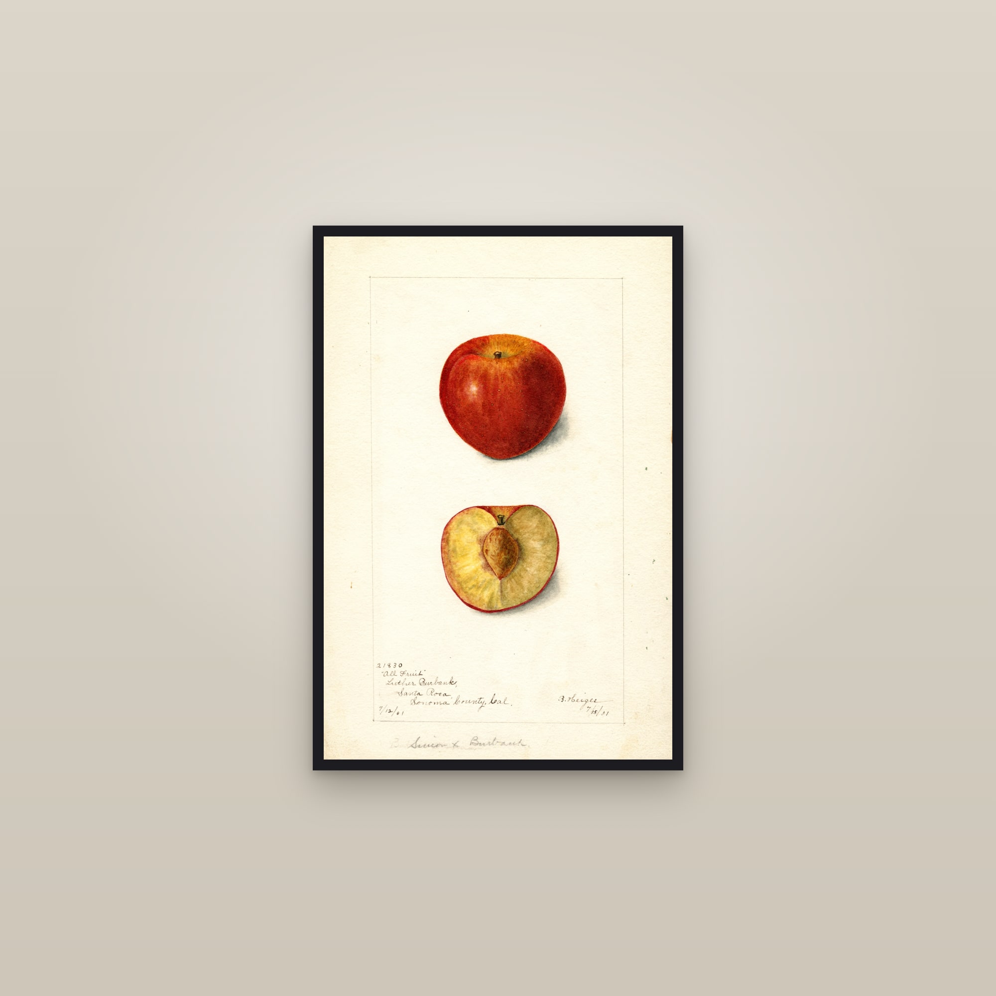 All Fruit Plum — framed in a gallery setting