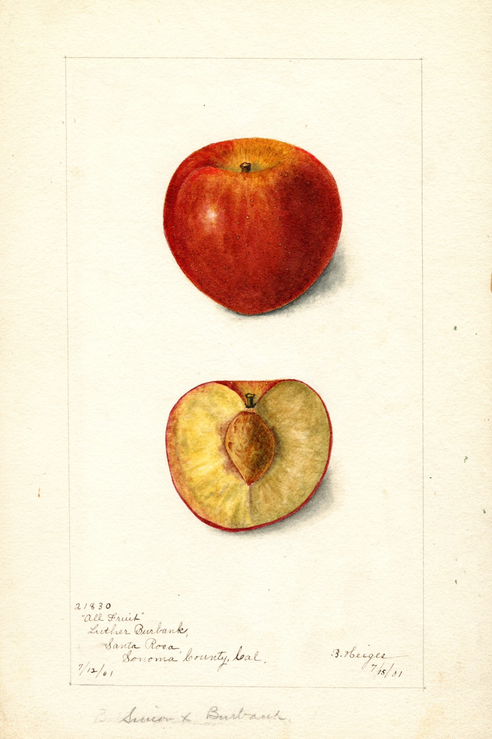 All Fruit Plum