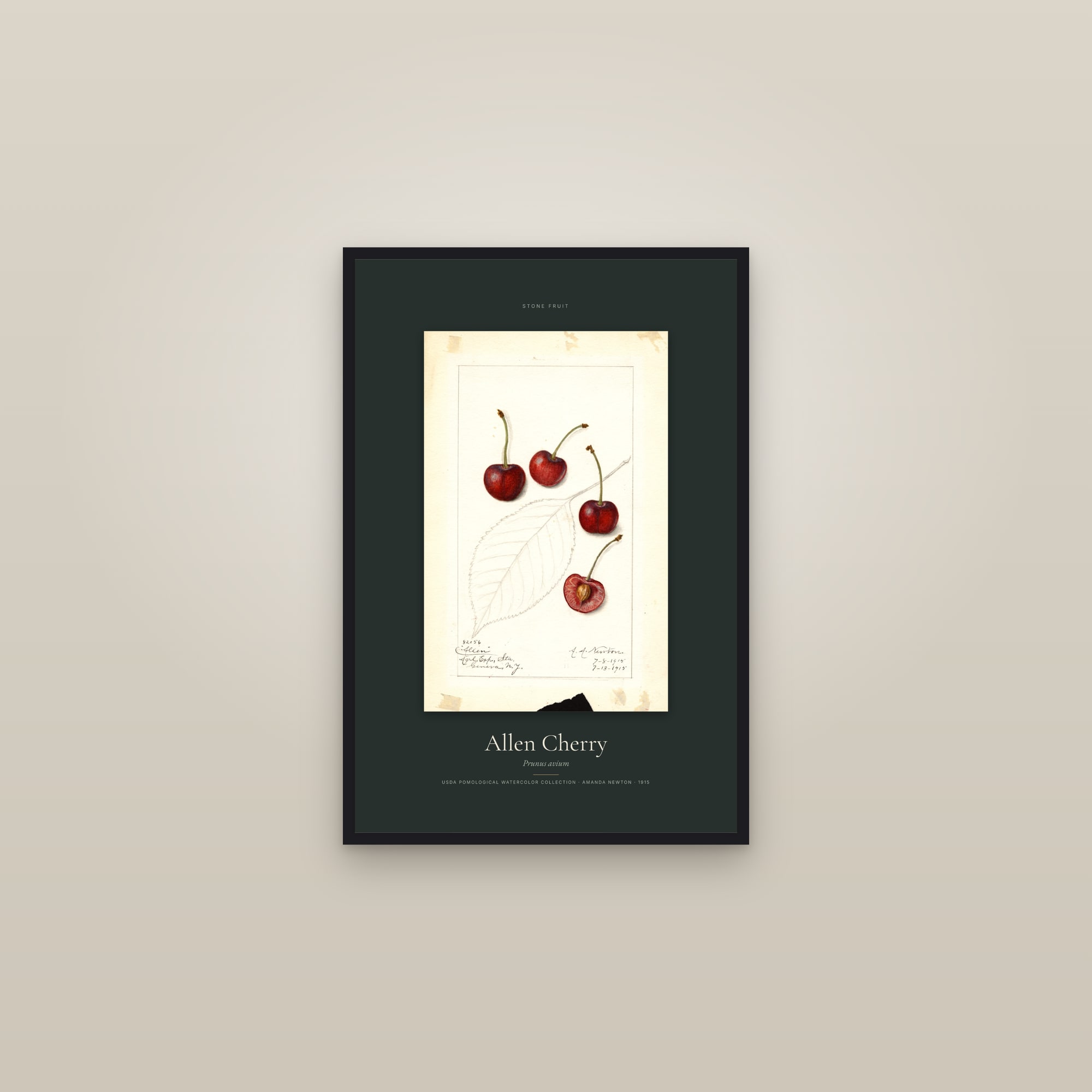 Allen Cherry — Specimen — framed in a gallery setting