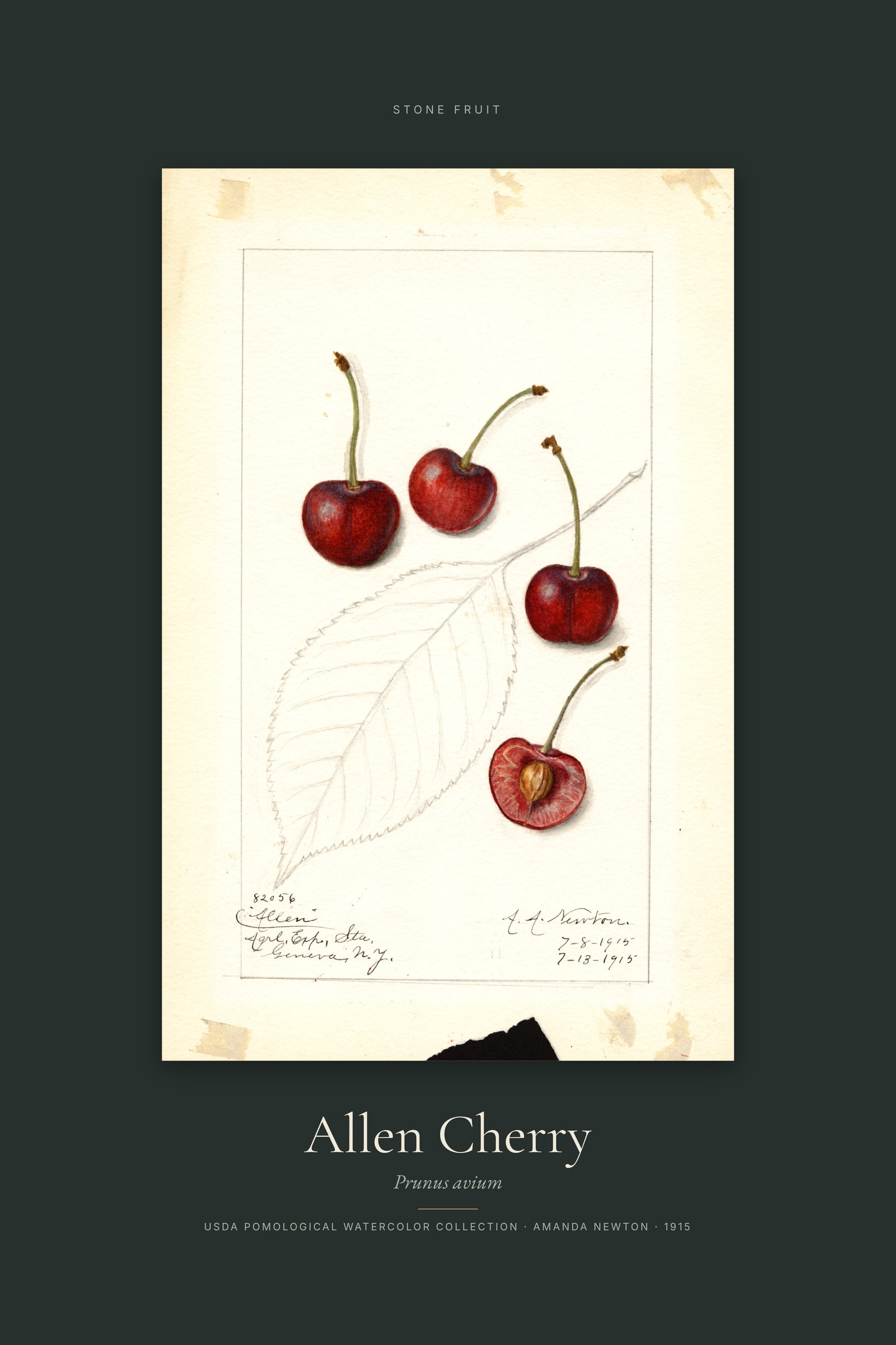 Allen Cherry — Specimen