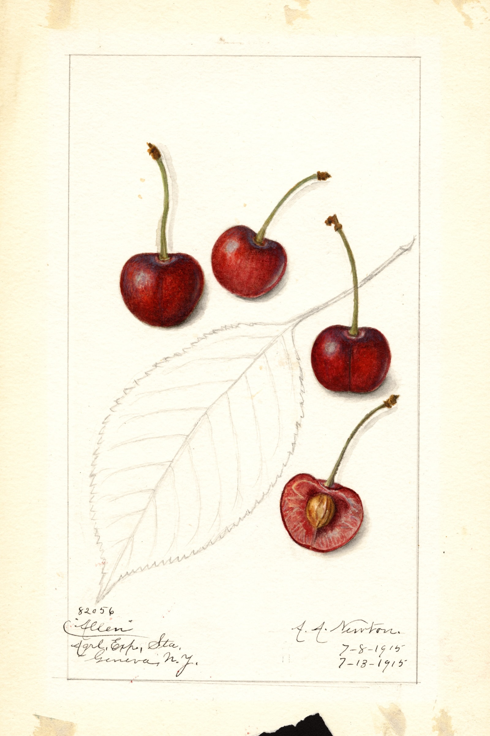 Allen Cherry