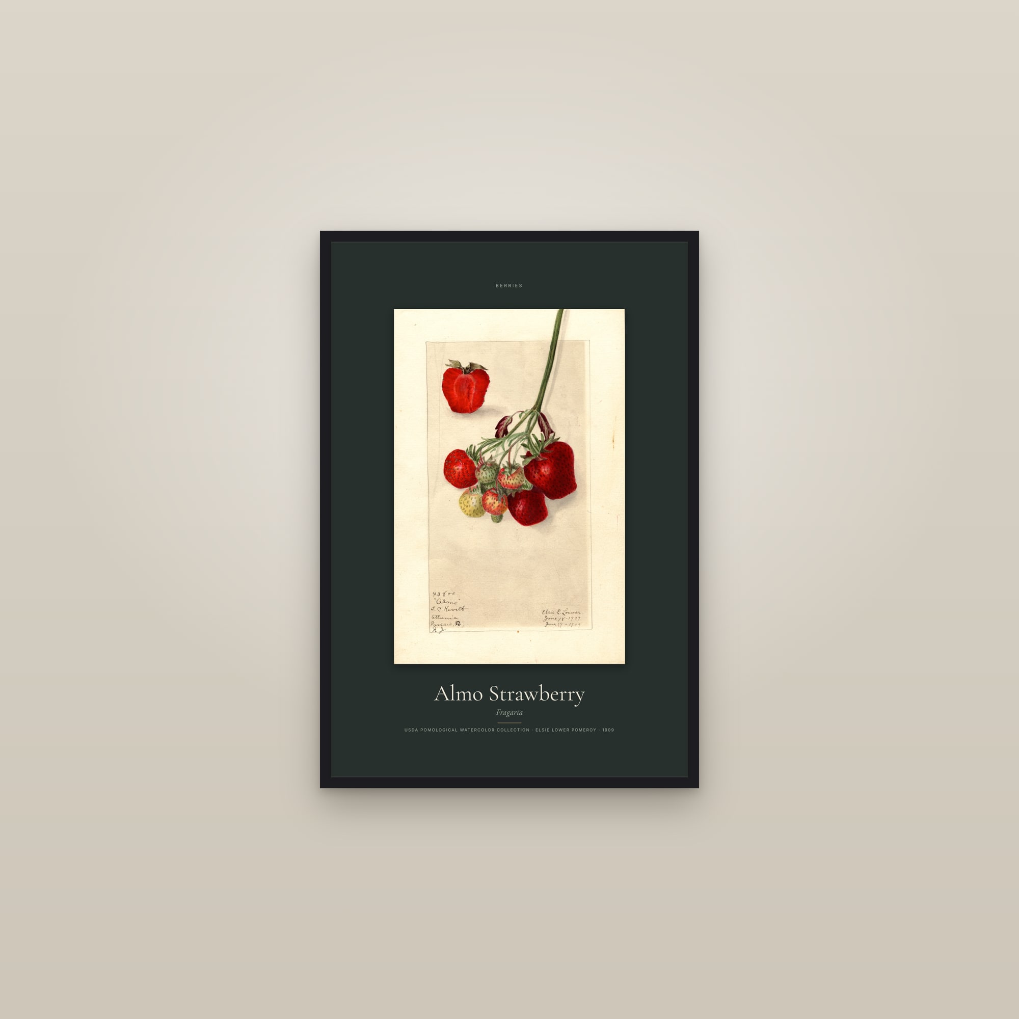 Almo Strawberry — Specimen — framed in a gallery setting