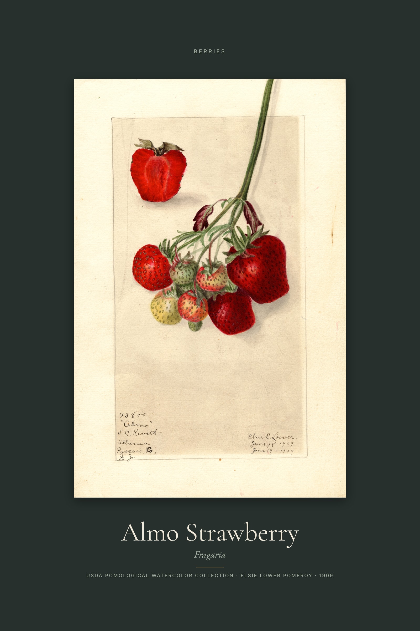 Almo Strawberry — Specimen