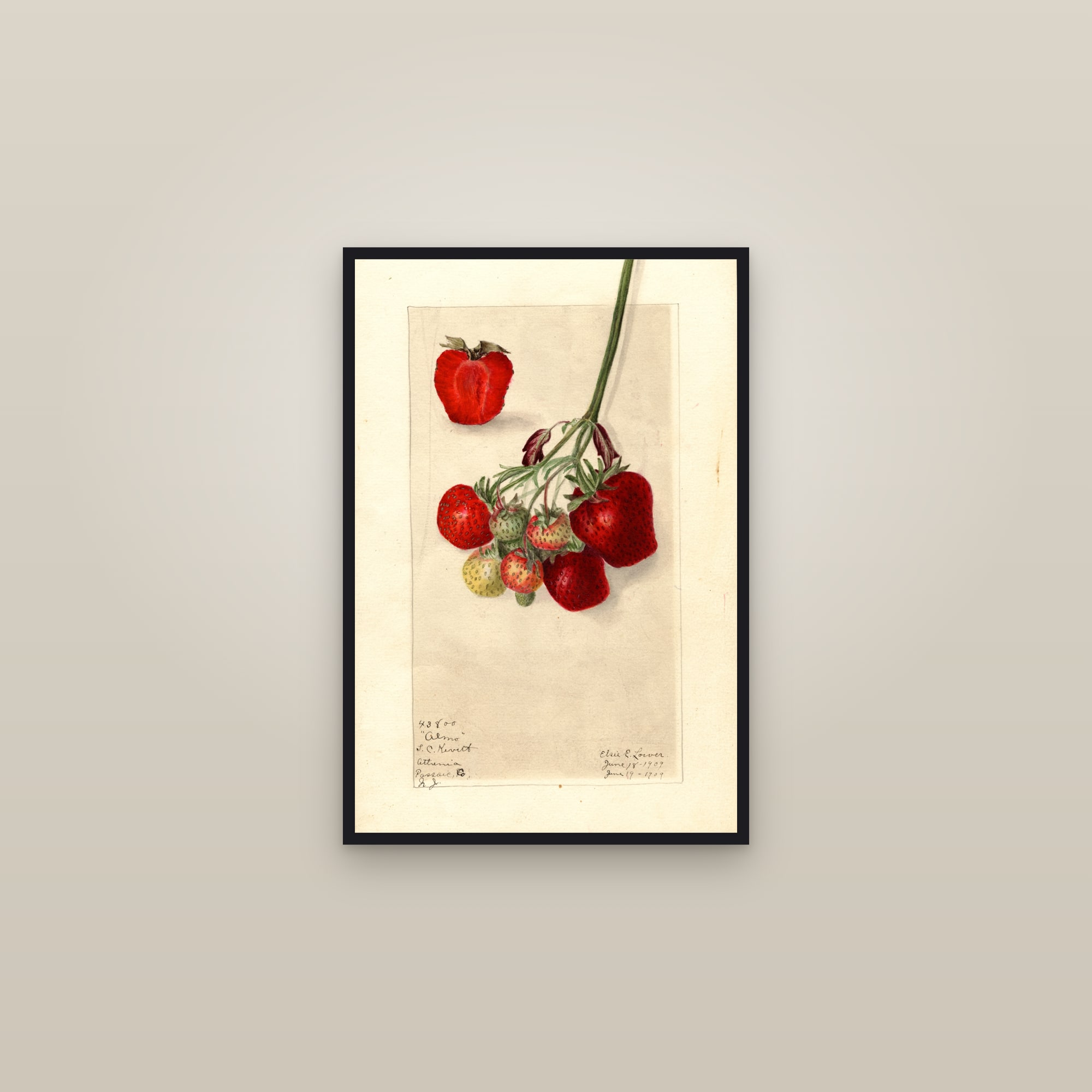Almo Strawberry — framed in a gallery setting