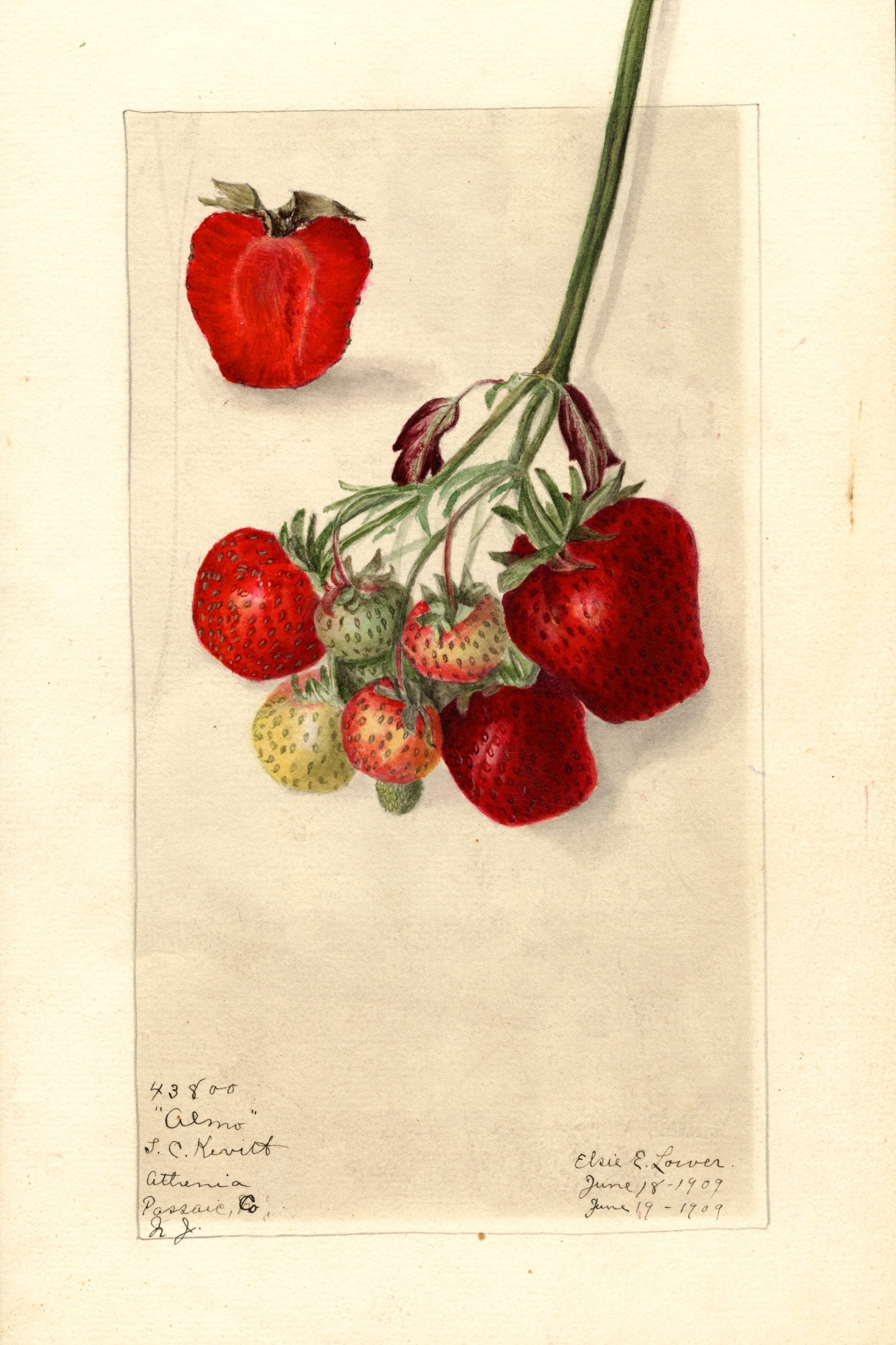 Almo Strawberry