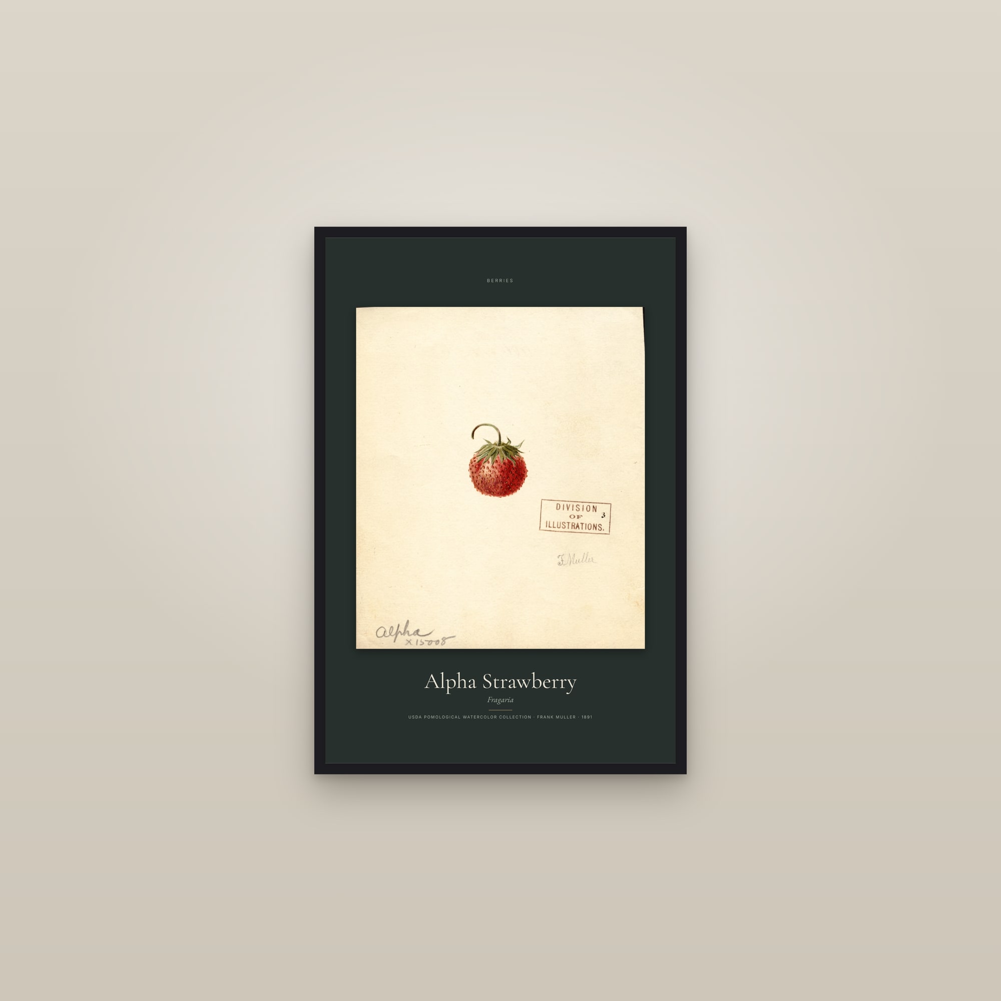 Alpha Strawberry — Specimen — framed in a gallery setting