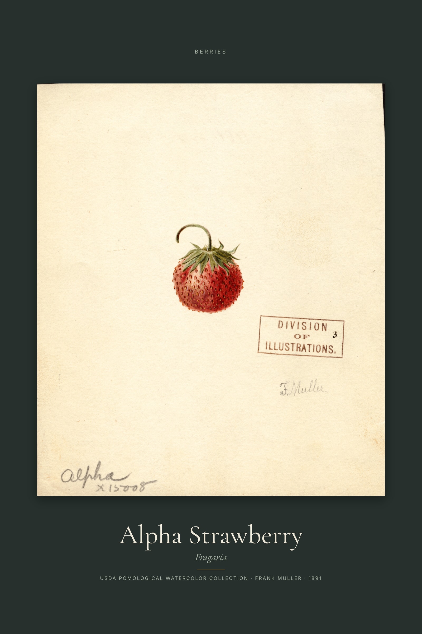 Alpha Strawberry — Specimen