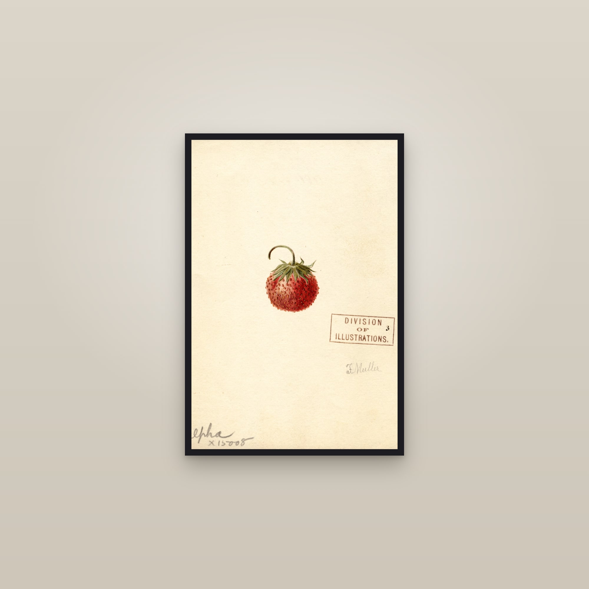 Alpha Strawberry — framed in a gallery setting