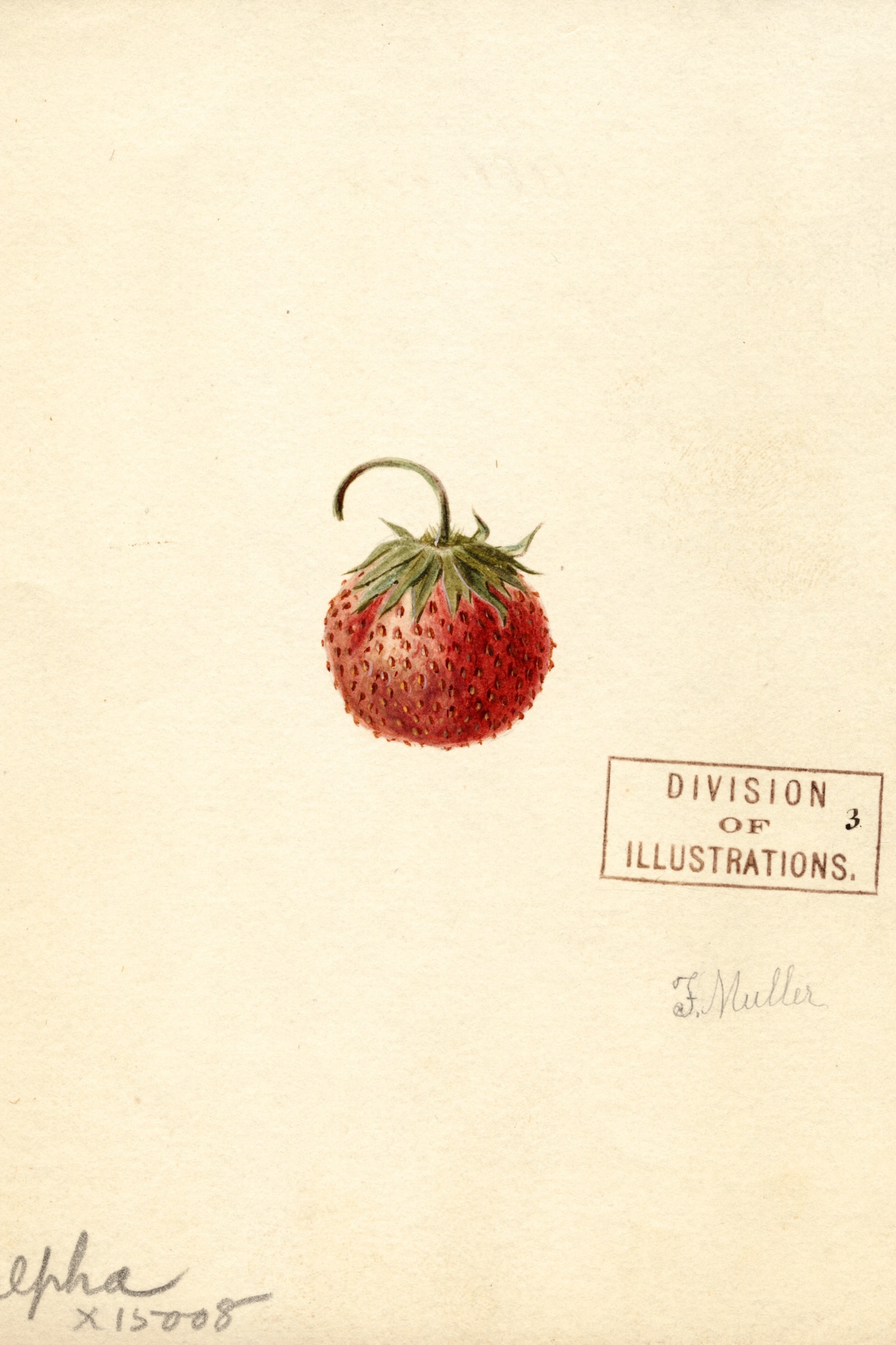 Alpha Strawberry