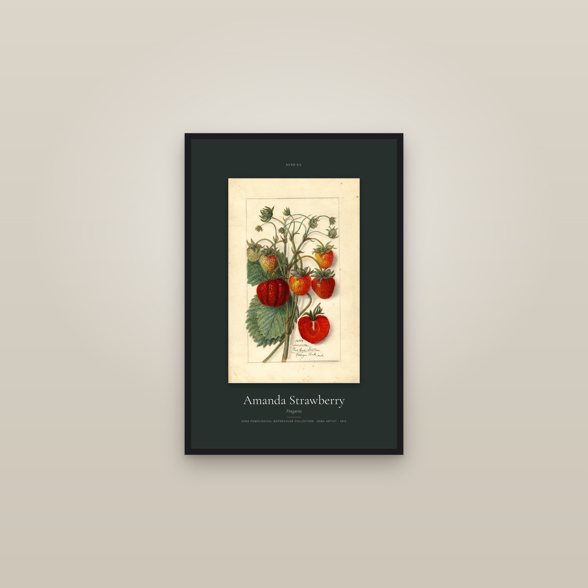 Amanda Strawberry — Specimen — framed in a gallery setting