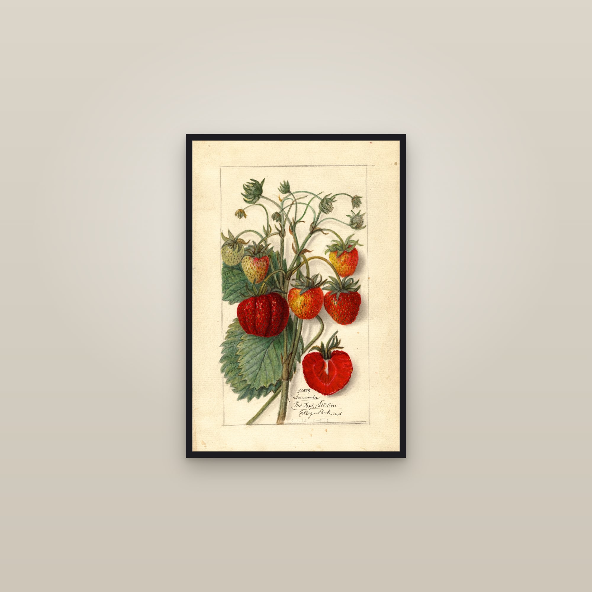 Amanda Strawberry — framed in a gallery setting