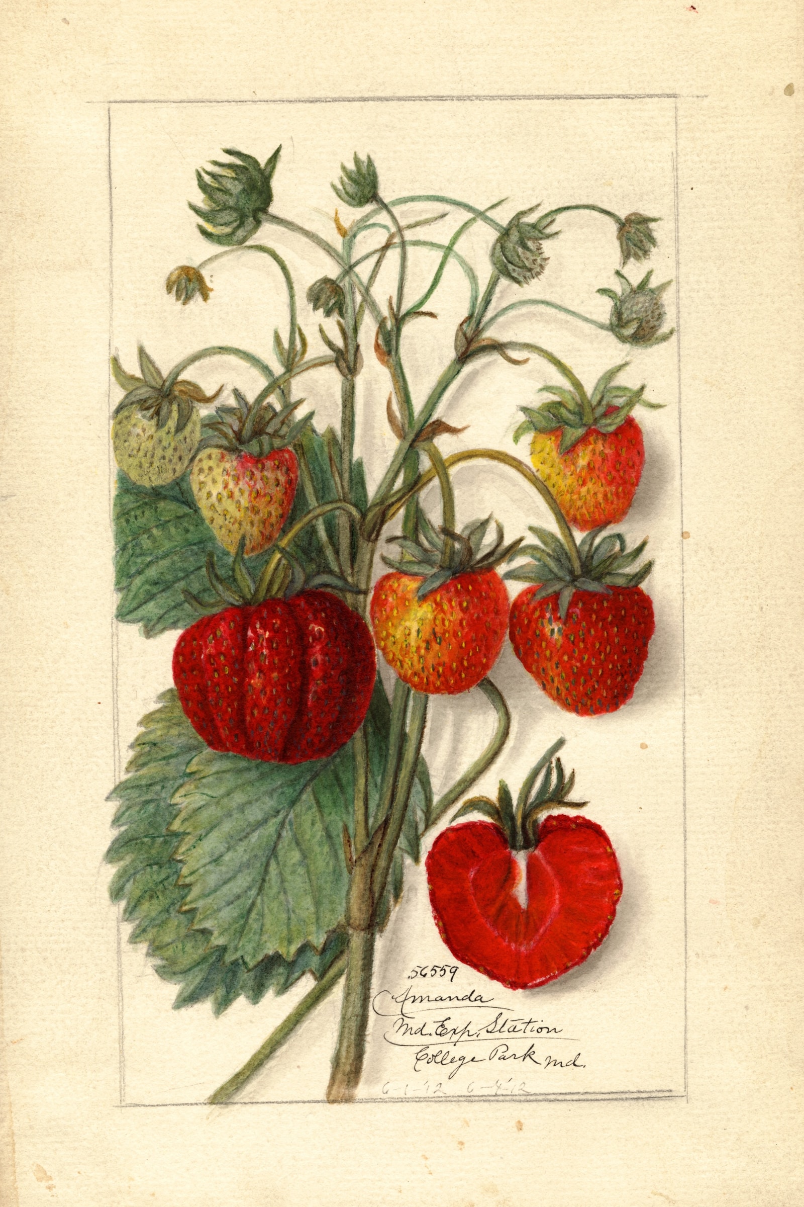 Amanda Strawberry
