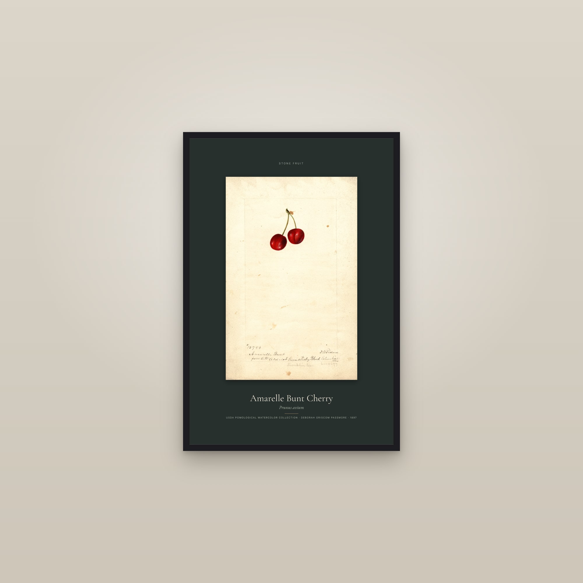 Amarelle Bunt Cherry — Specimen — framed in a gallery setting